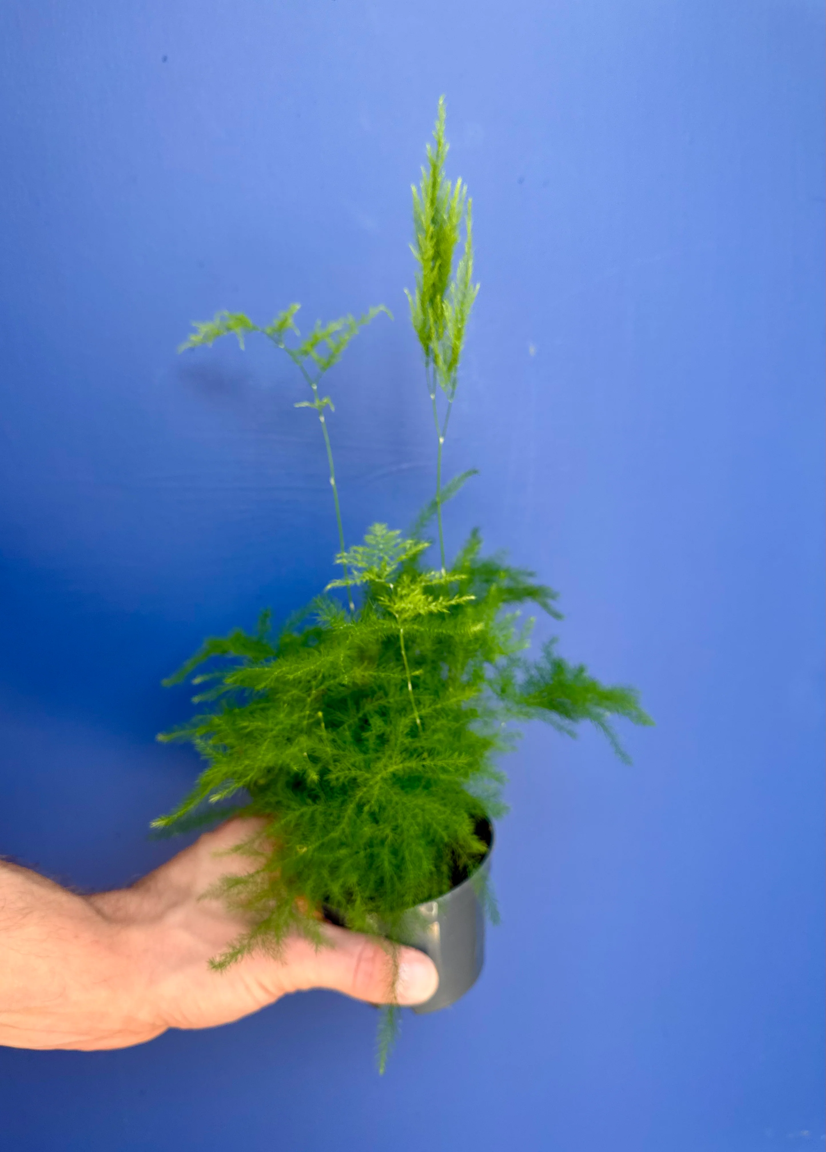 Asparagus Setaceus - Asparagus Fern