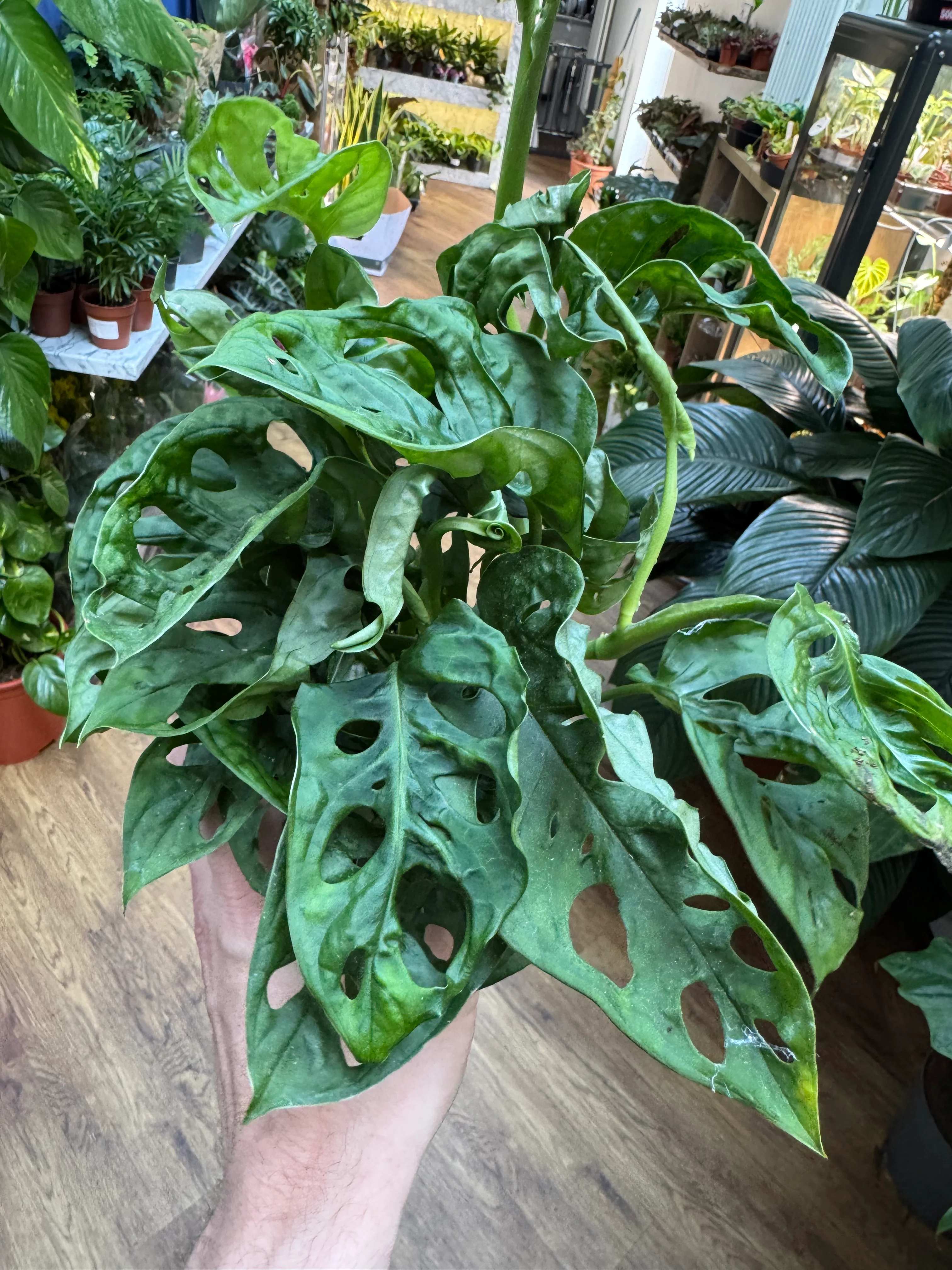 Monstera Obliqua Leichtlinii - Swiss Cheese Vine