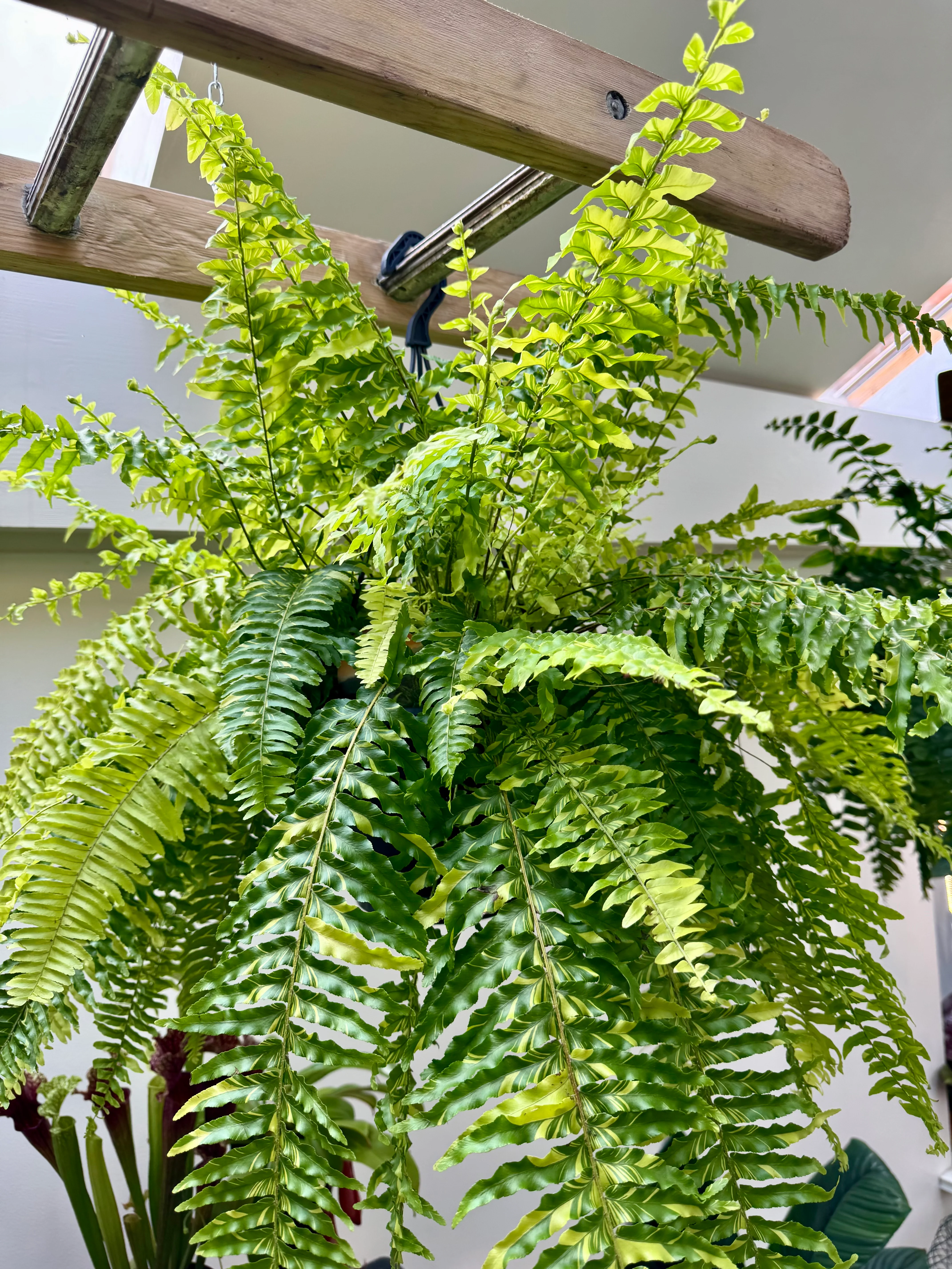 Nephrolepis Exaltata Variegata - Boston Tiger Fern Variegated