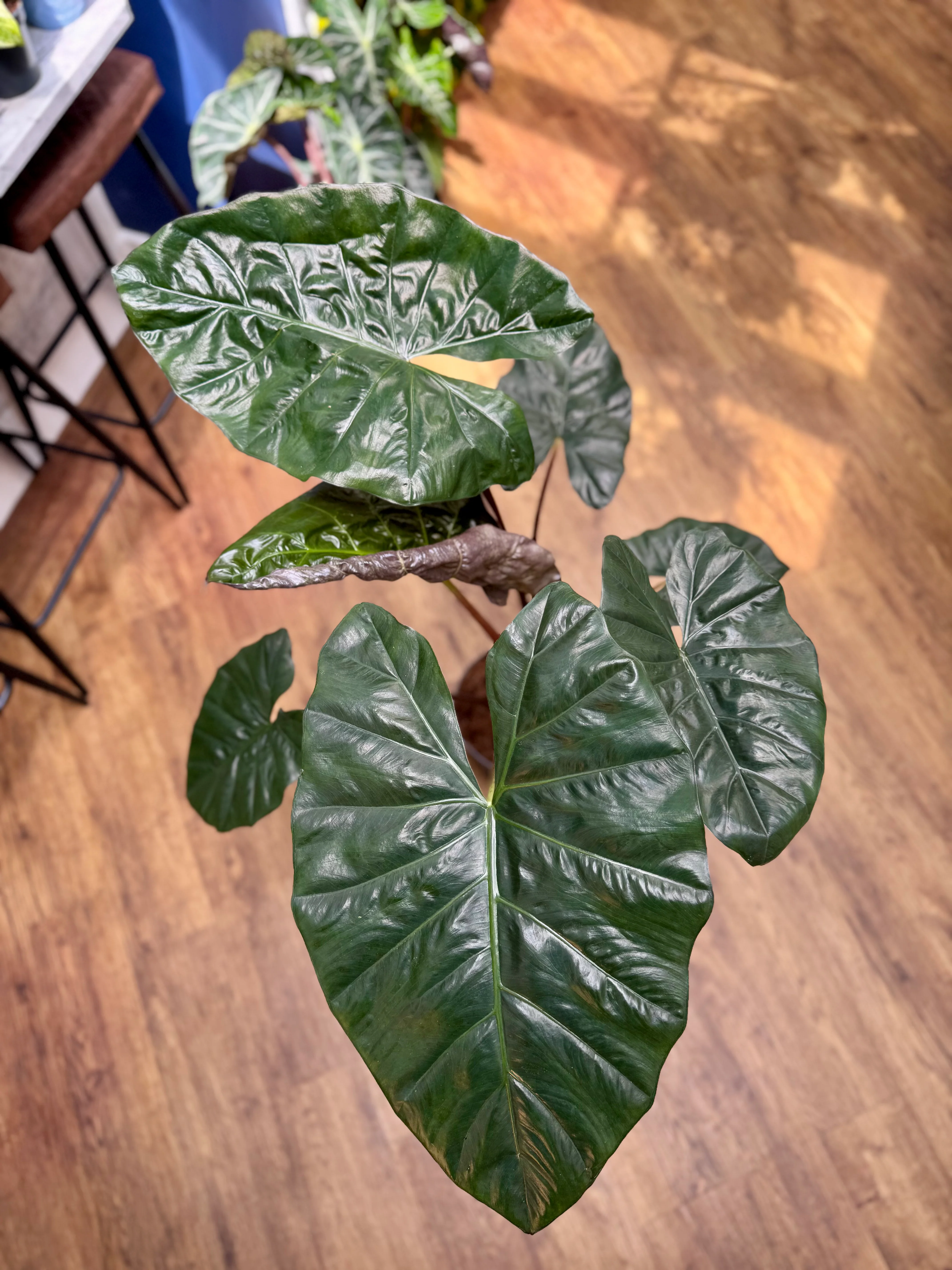 Alocasia Sarawakensis - Alocasia Yucatan Princess