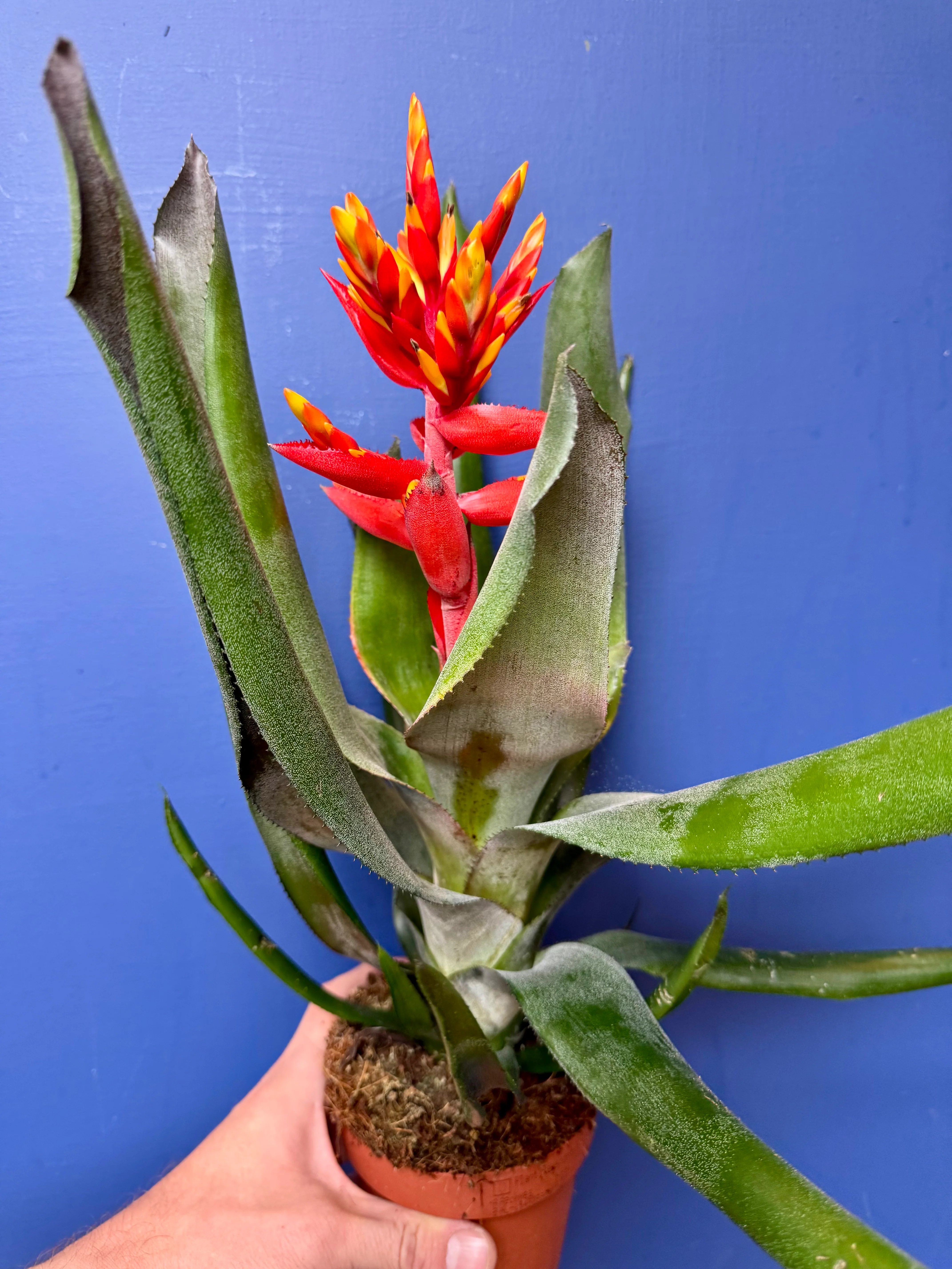 Aechmea Pepita Elegant Flames - Elegant Flame Bromeliad