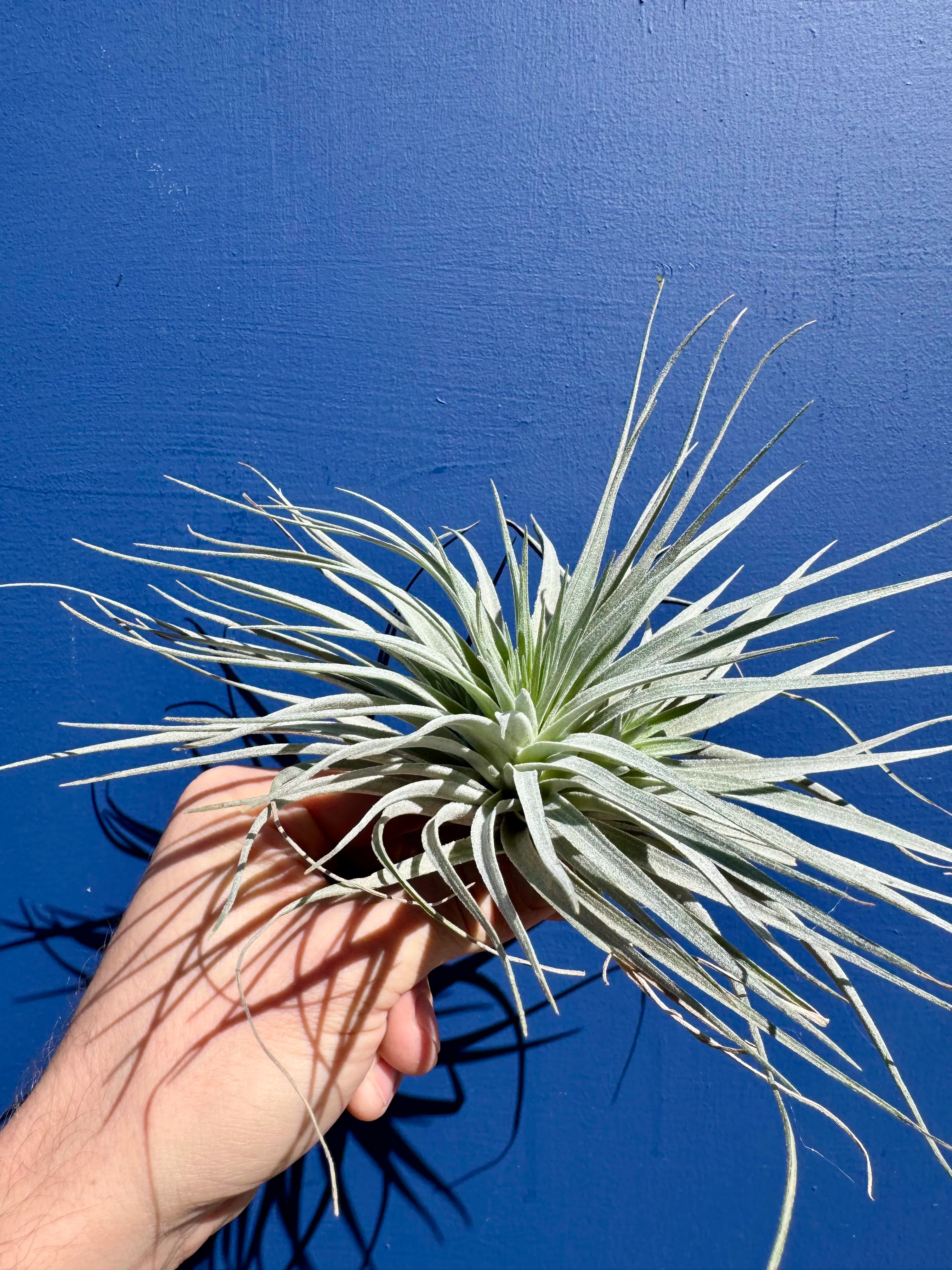 Tillandsia Ionatha Super Silver - Air Plant