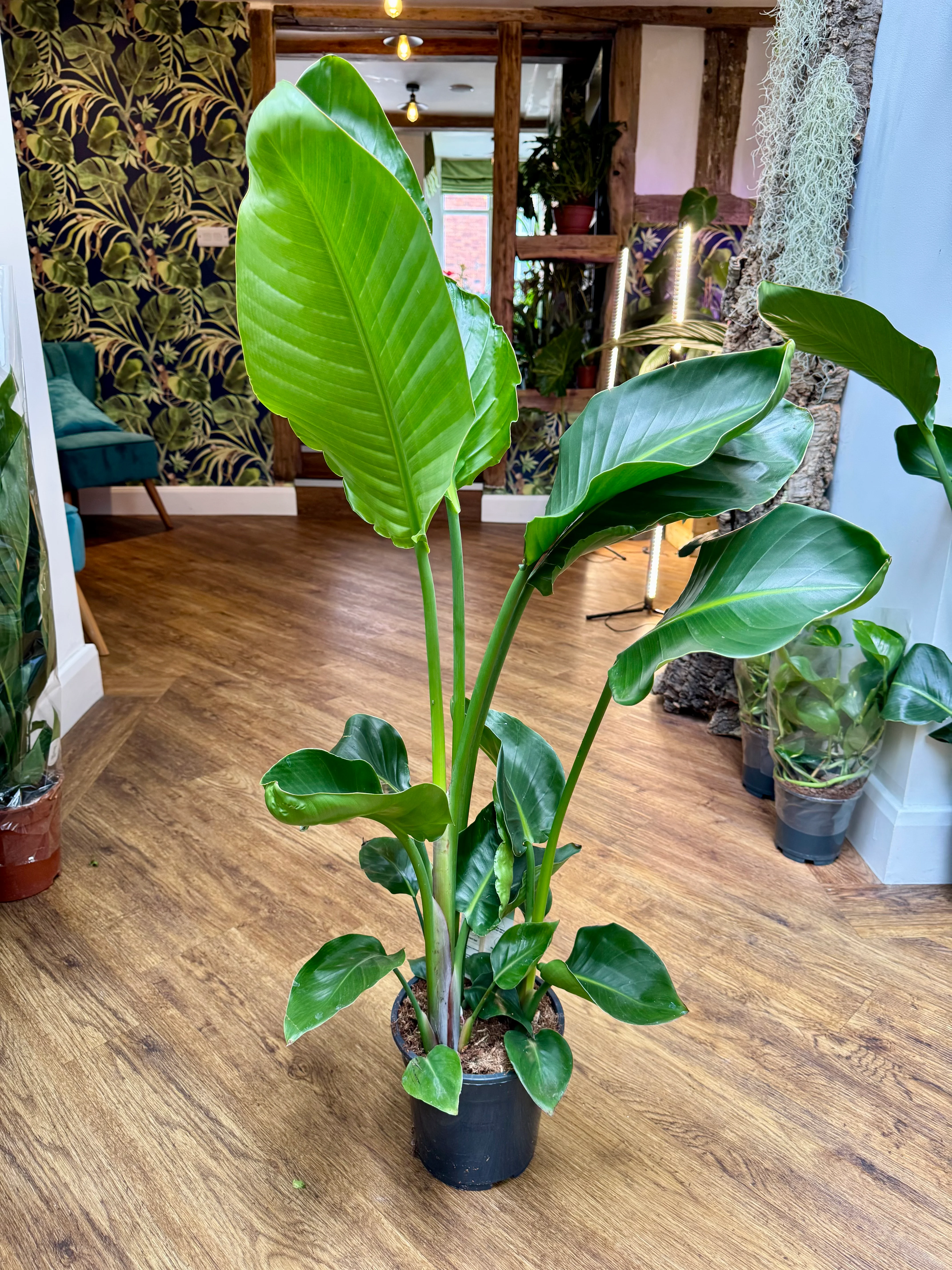 Strelitzia Nicolai - Giant White Bird of Paradise