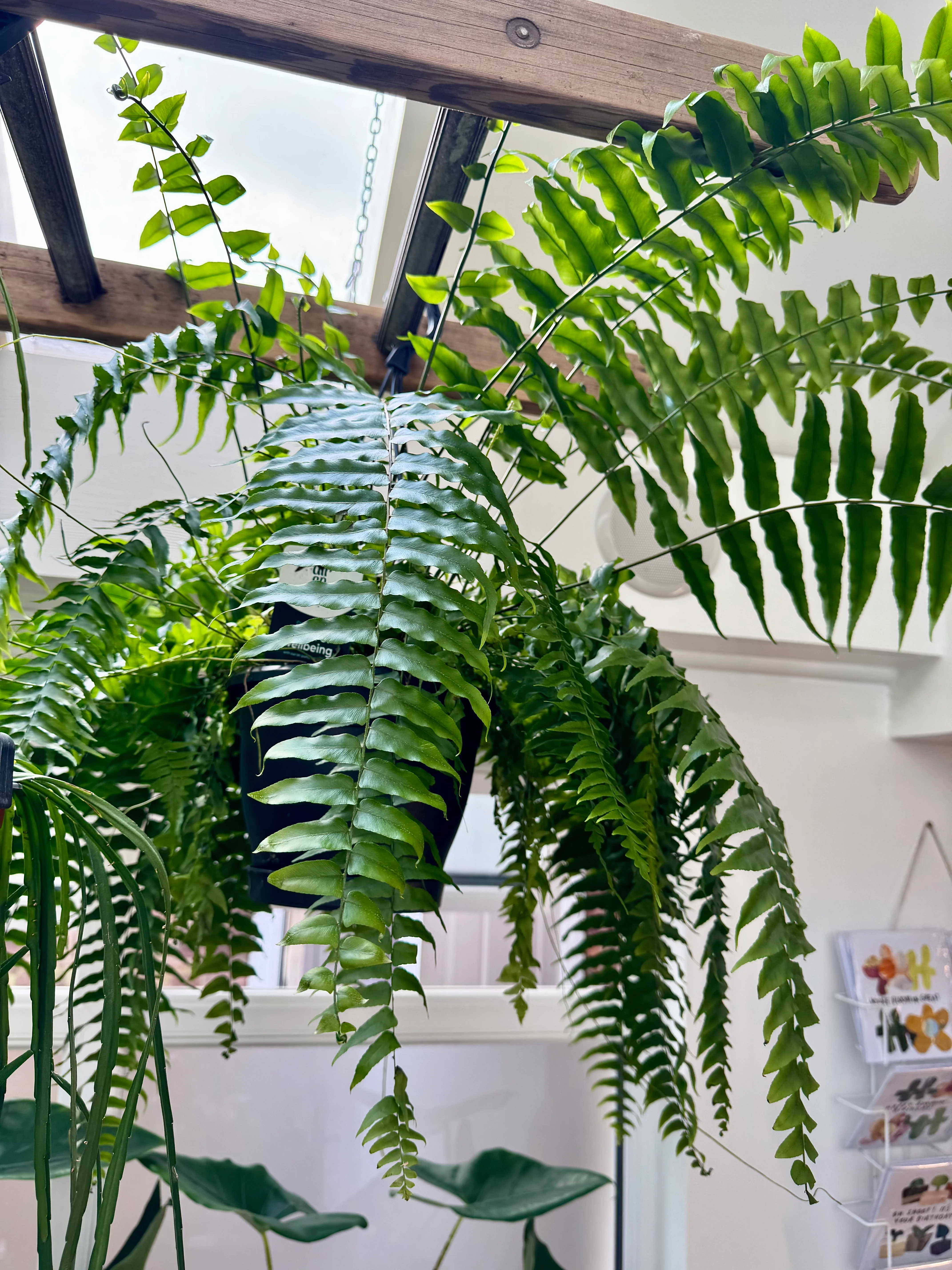 Nephrolepis Biserrata Macho - Giant Sword Fern