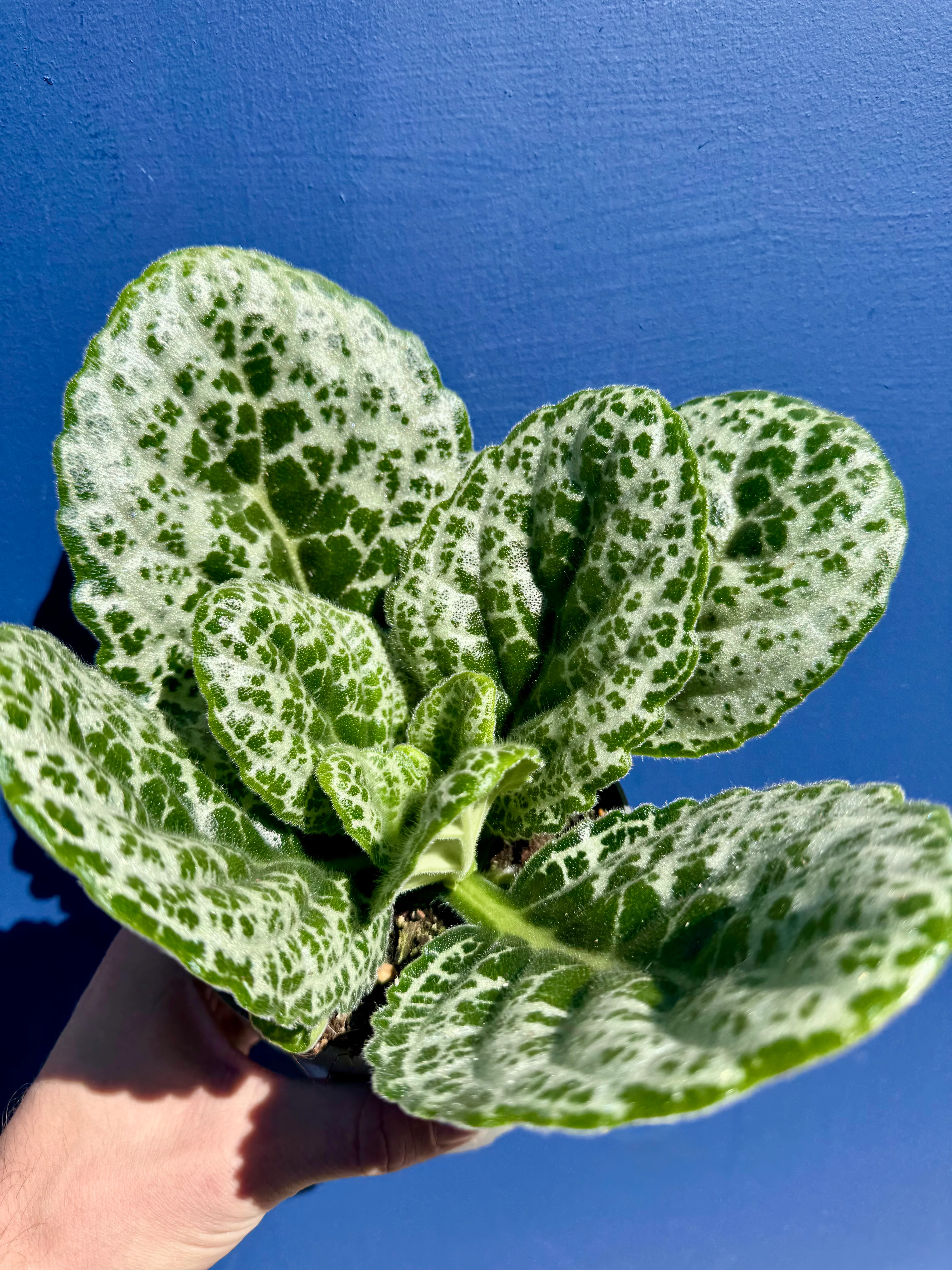Streptocarpus Saxorum - Pretty Turtle