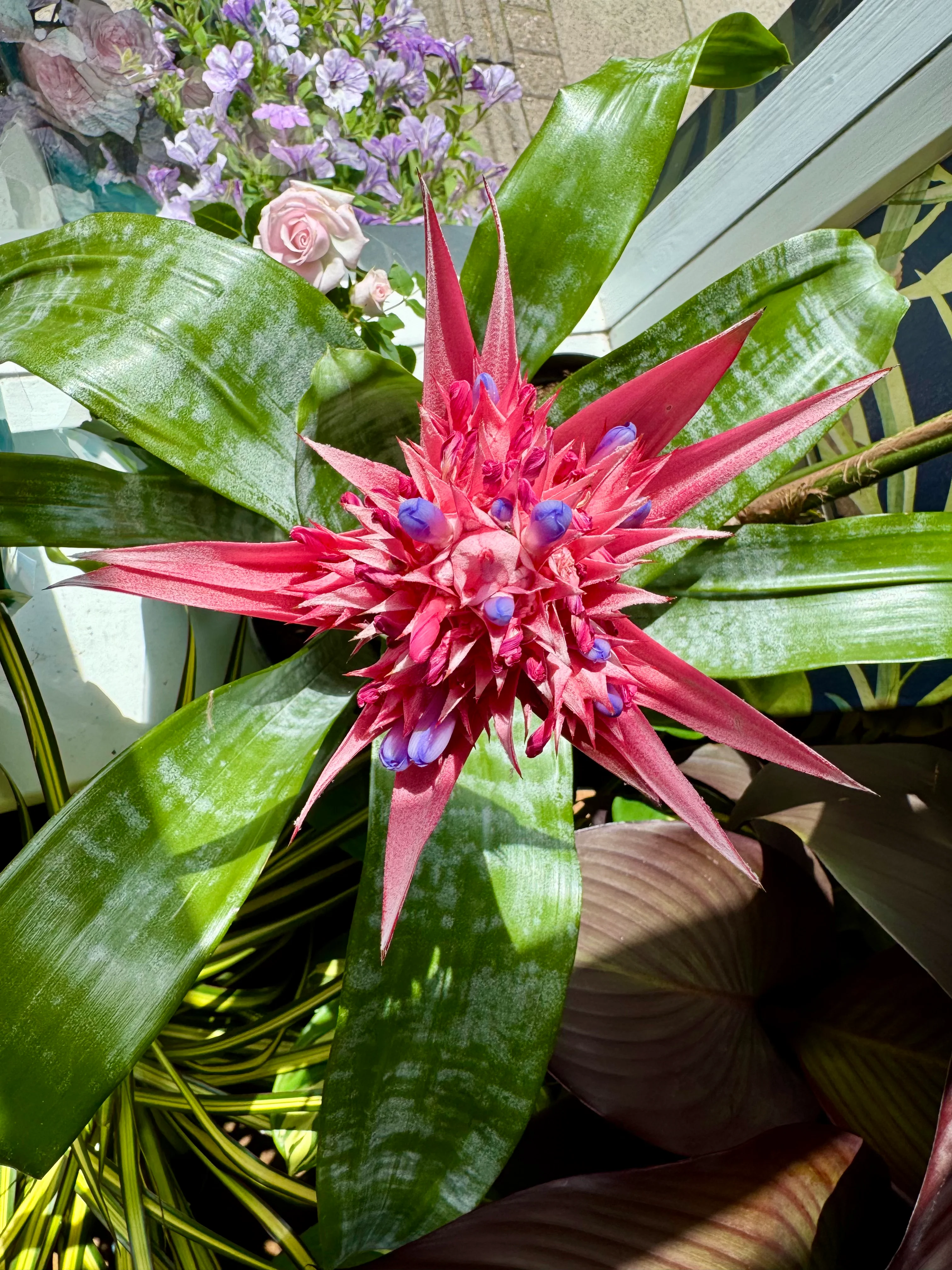 Aechmea Primera - Urn Plant