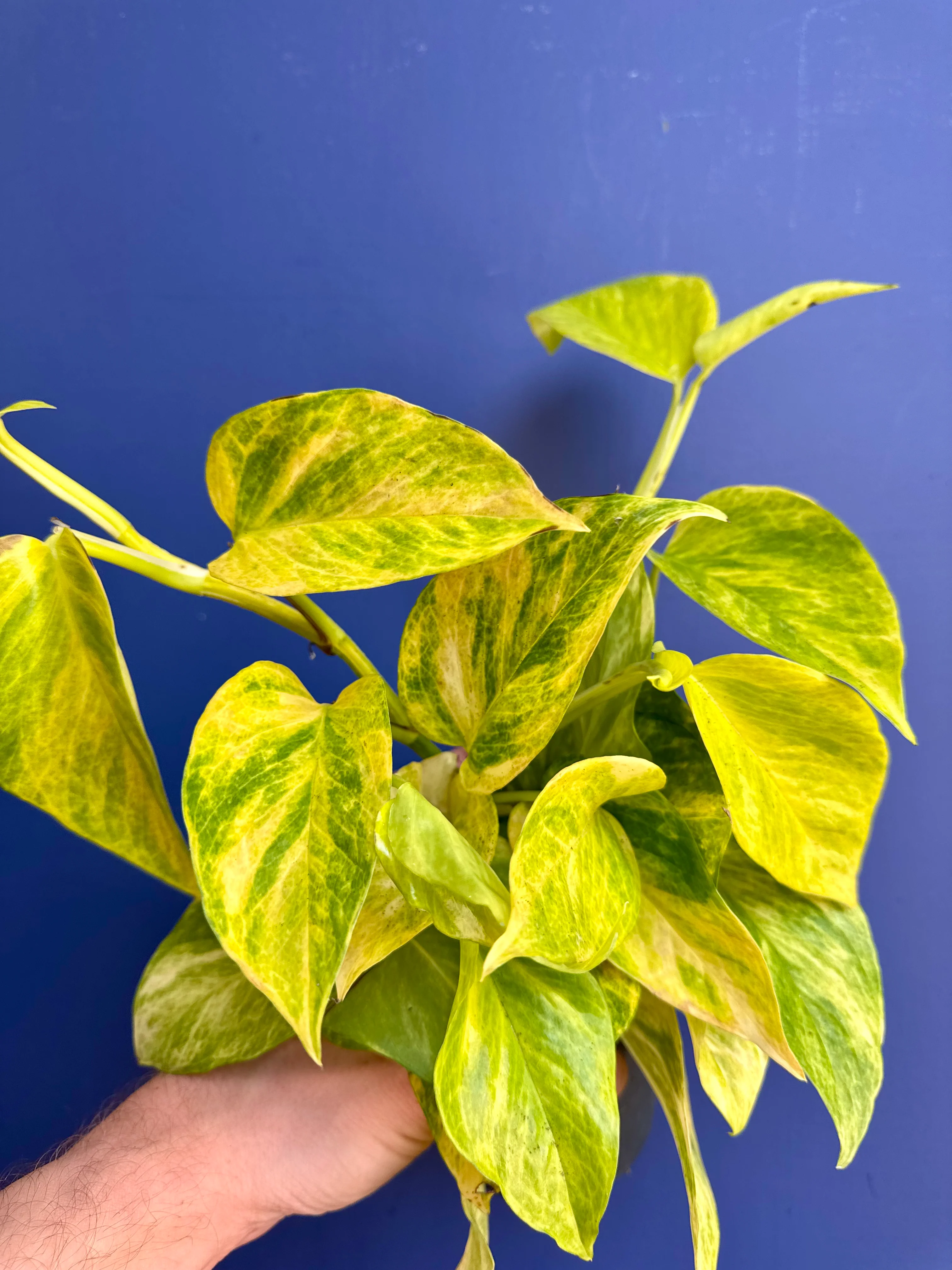 Epipremnum Pinnatum - Marble Queen High Variegation