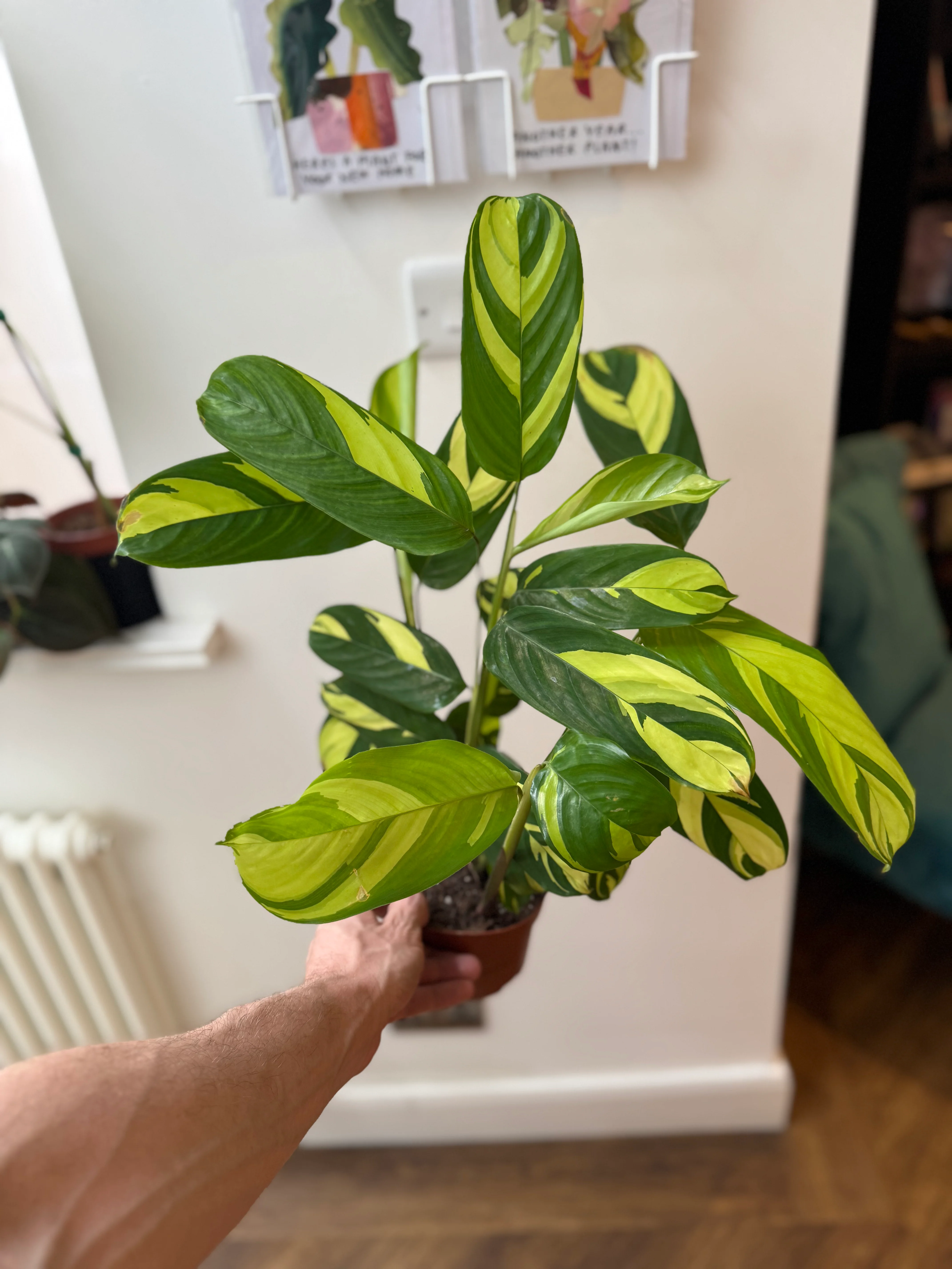 Ctenanthe Lubbersiana - Golden Mosaic Plant