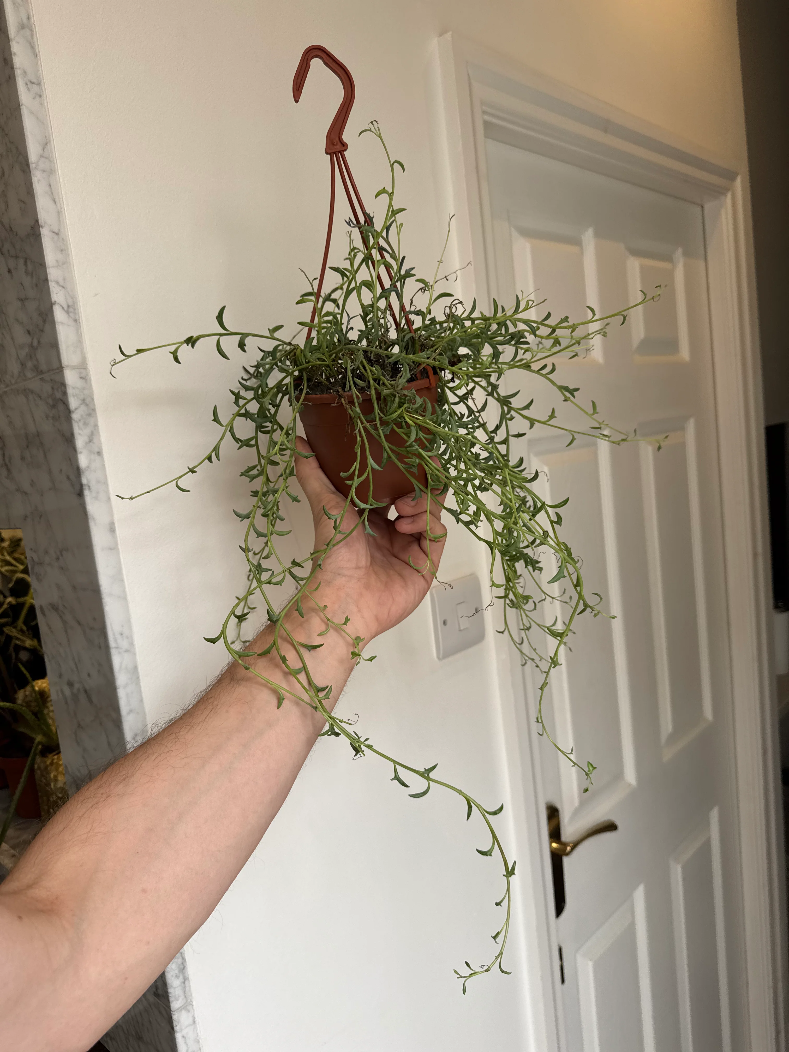 Senecio/Curio Peregrinus - String of Dolphins
