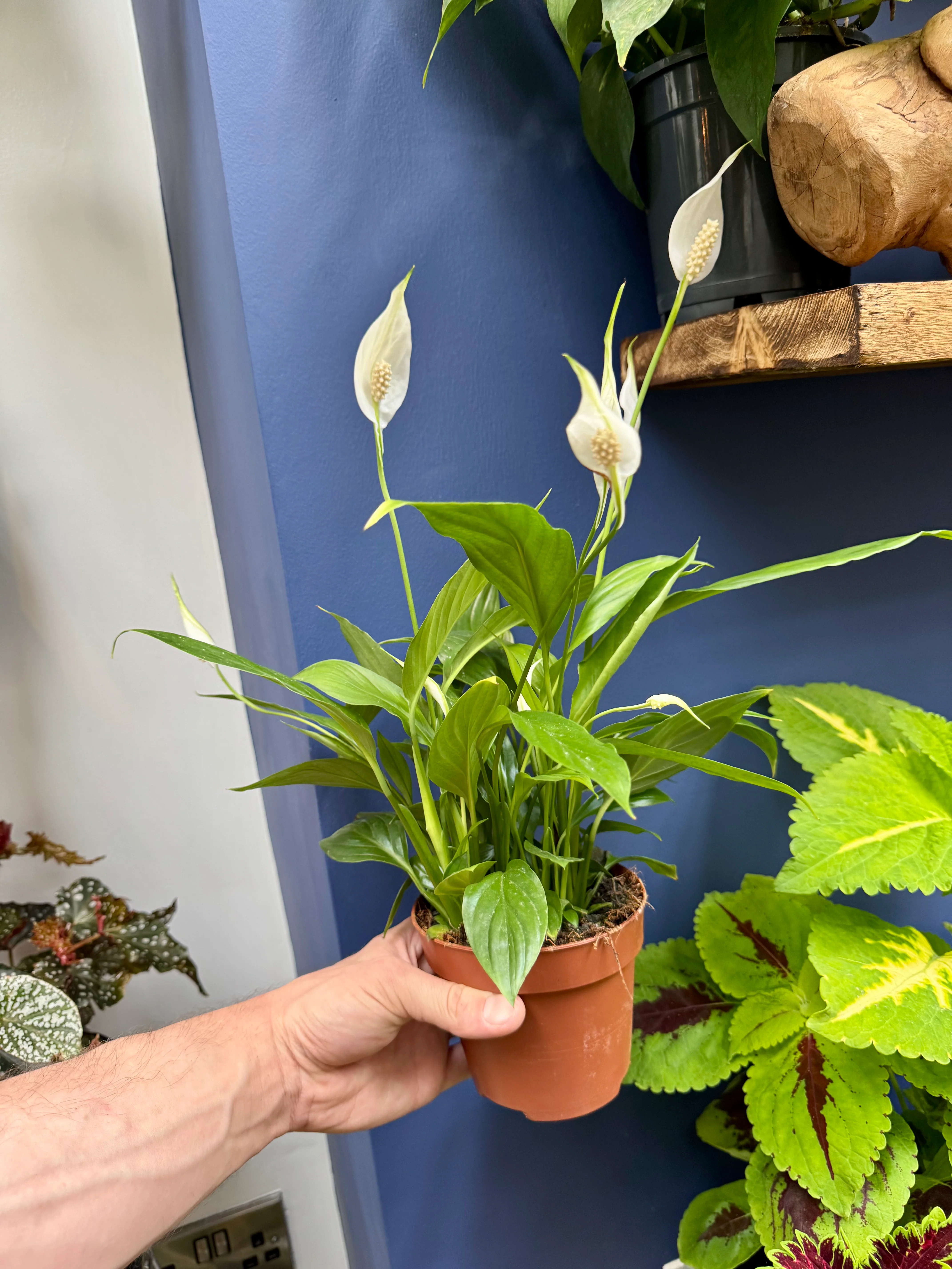 Spathiphyllum Bellini - Peace Lily