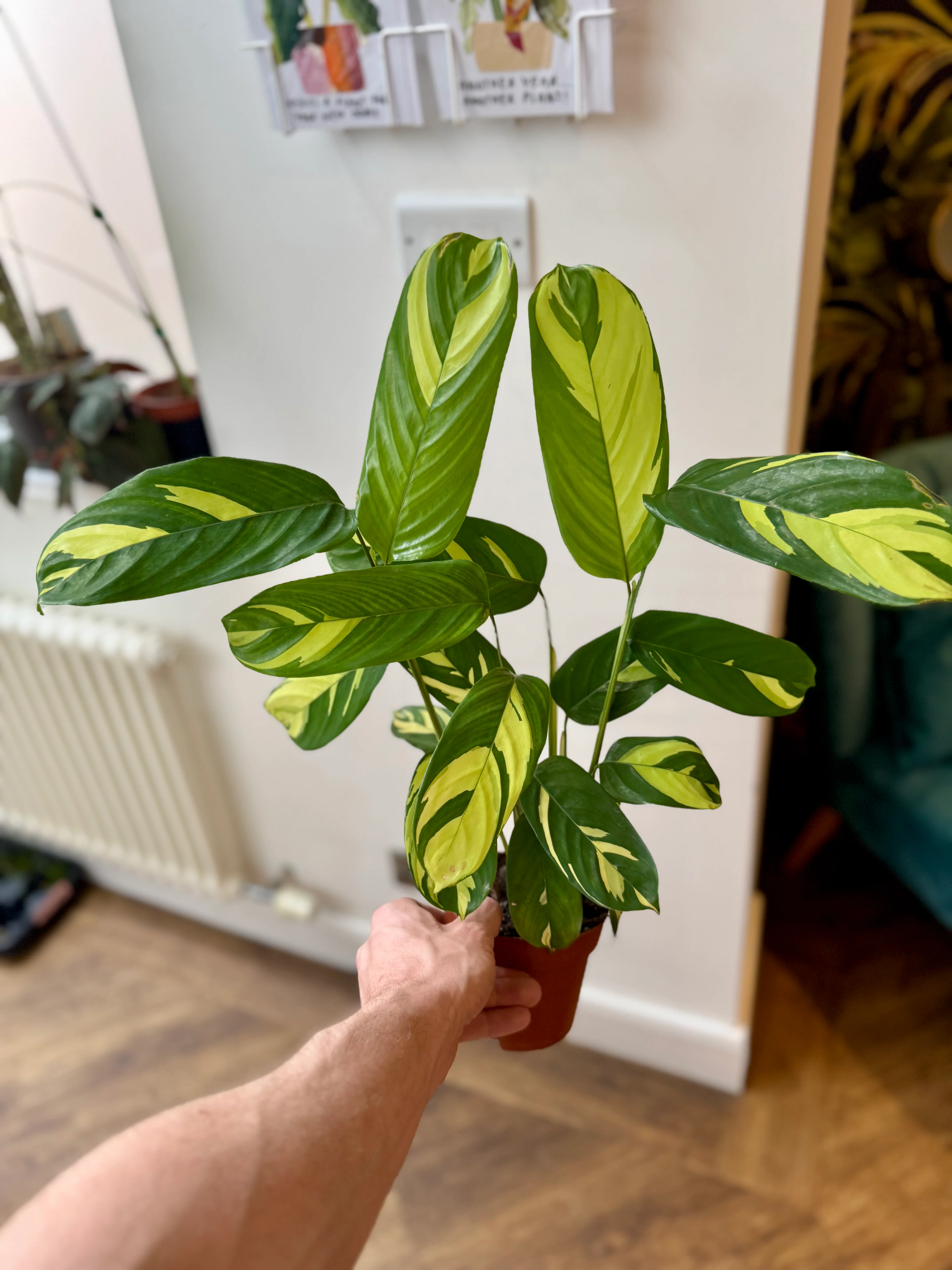 Ctenanthe Lubbersiana - Golden Mosaic Plant