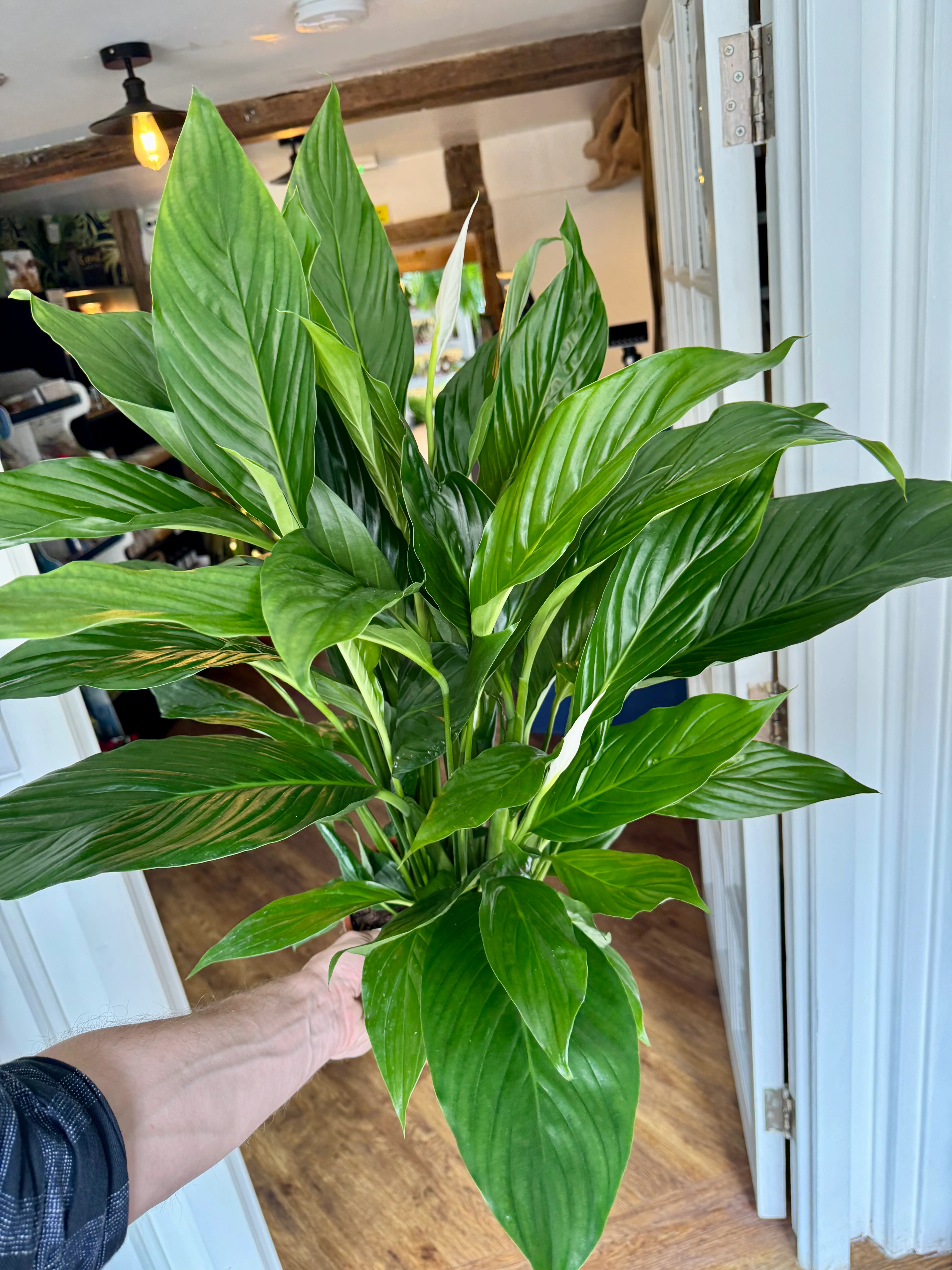 Spathiphyllum Sweet Lauretta - Peace Lily