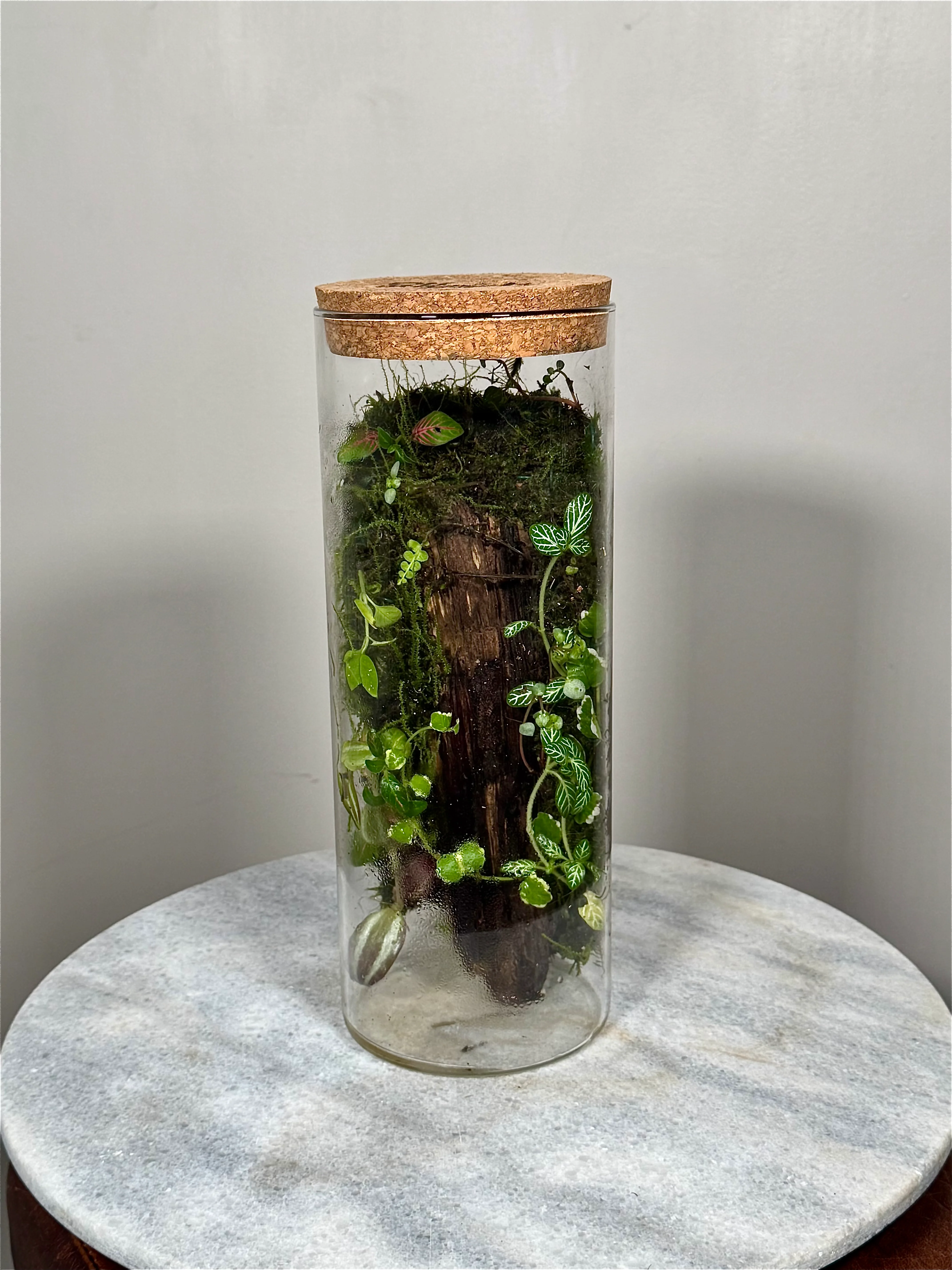 Tall Cork Lid Planted Moss Terrarium