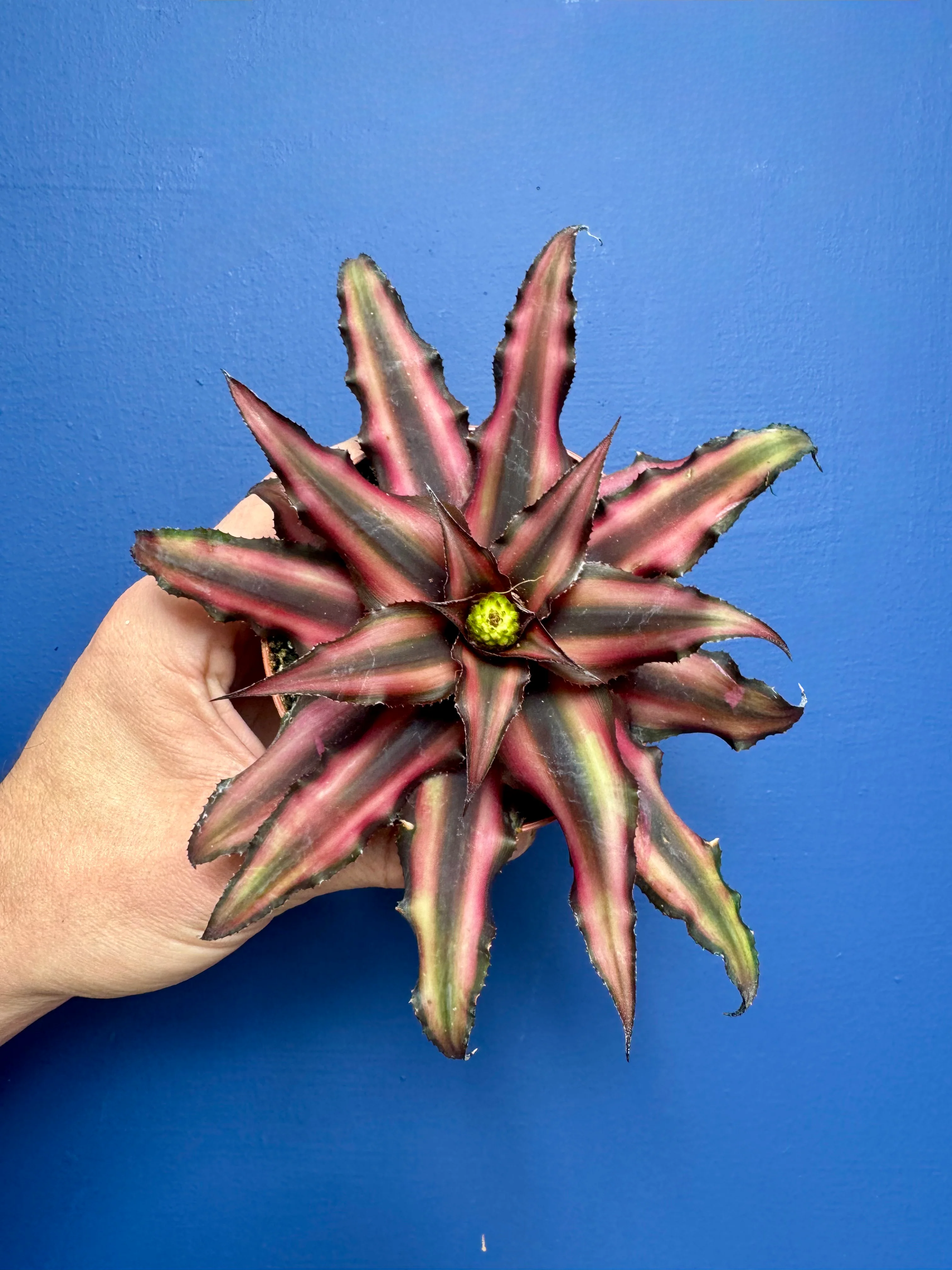 Cryptanthus Red Star - Earth Star
