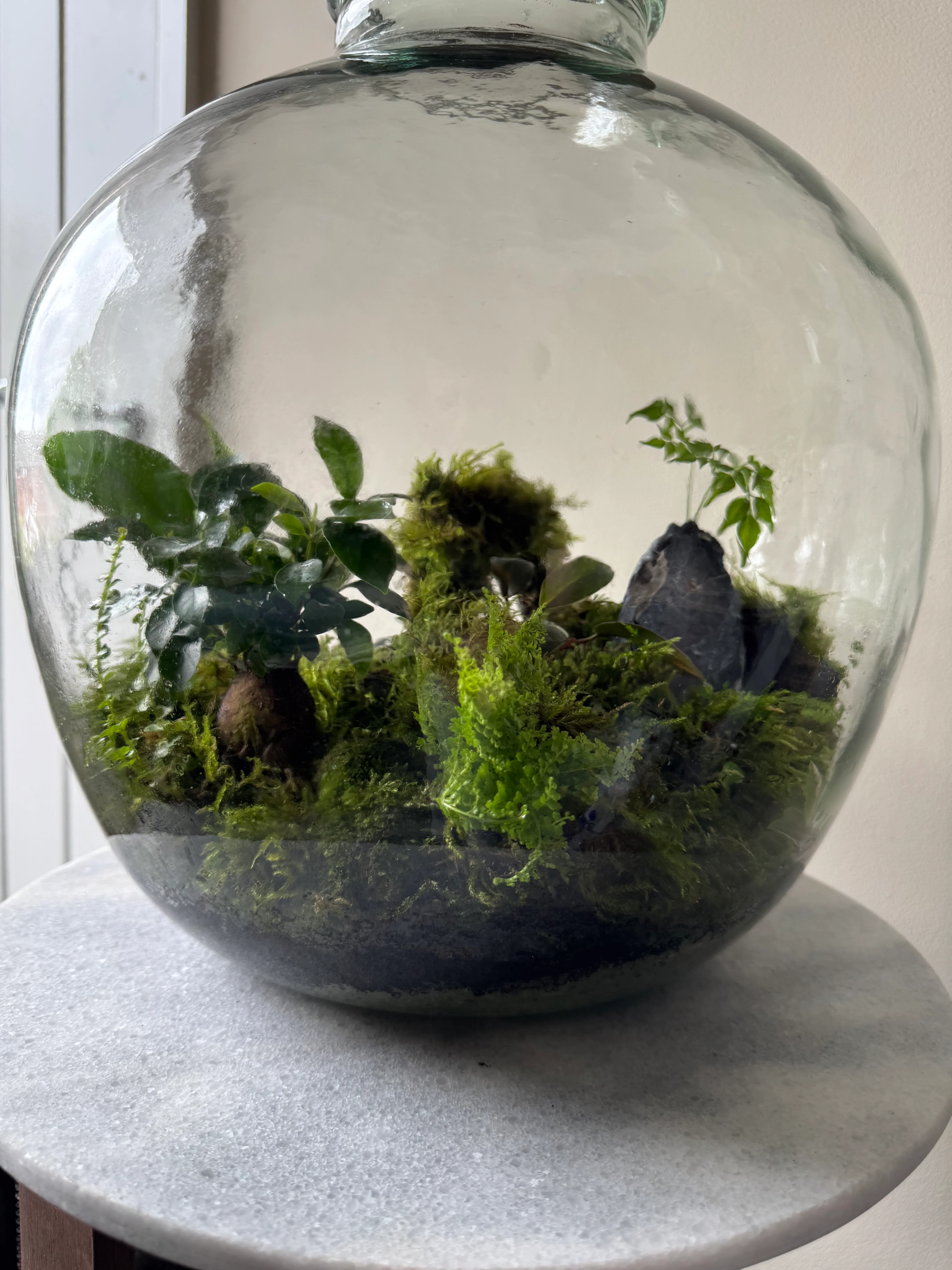 Large Heavy Glass Carboy Planted Terrarium