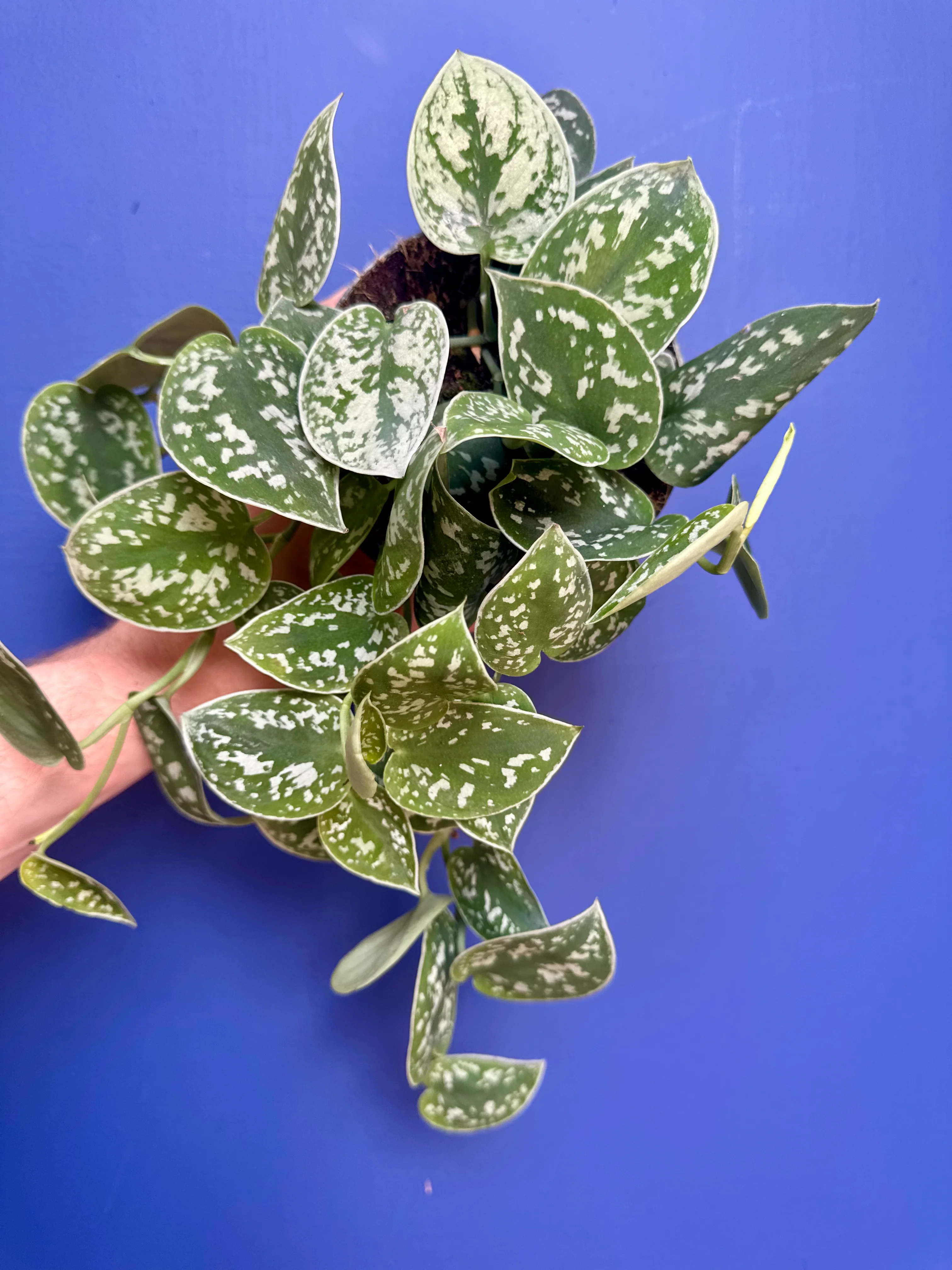 Scindapsus Argyraeus - Satin/Silver Pothos