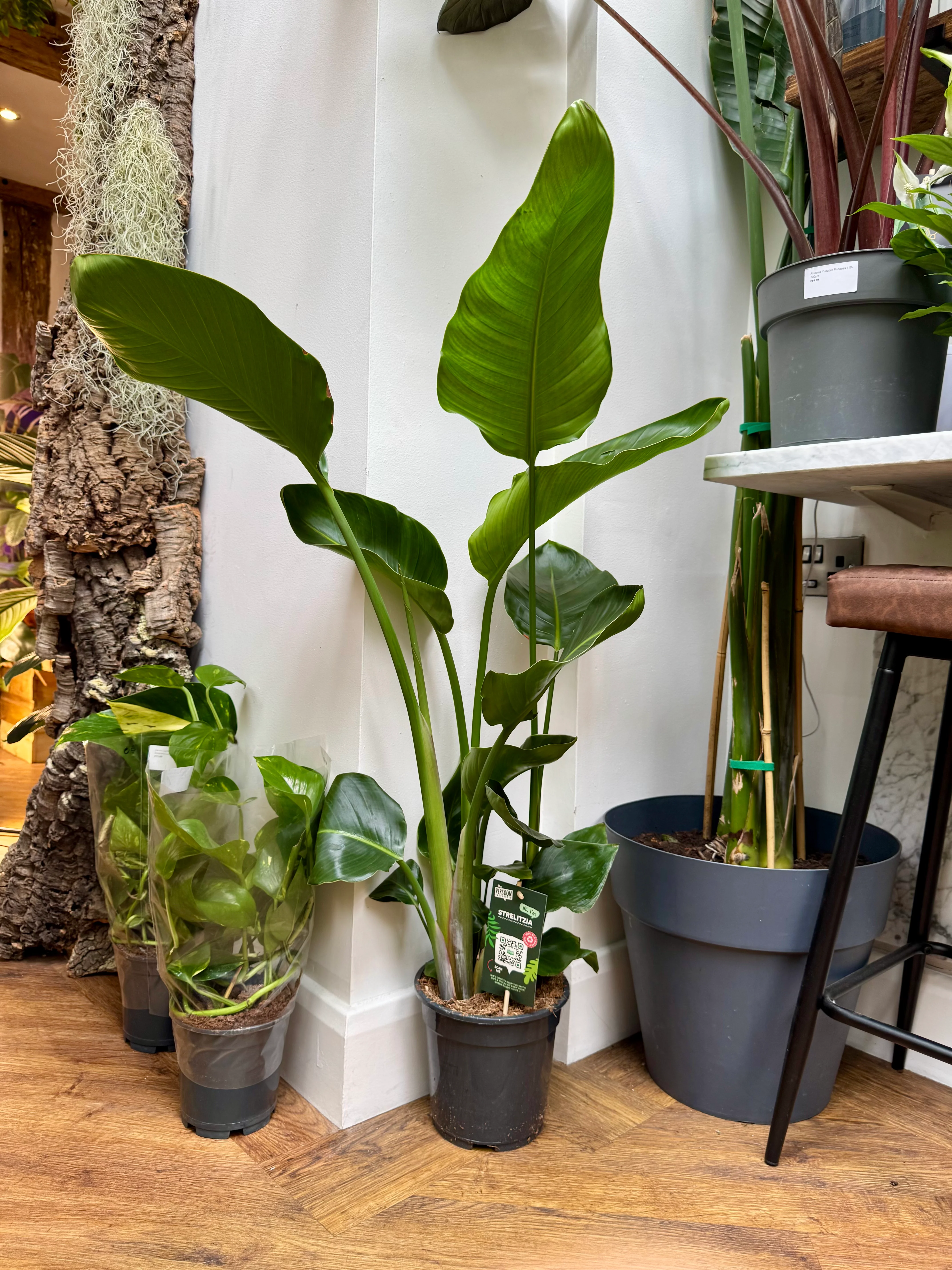 Strelitzia Nicolai - Giant White Bird of Paradise