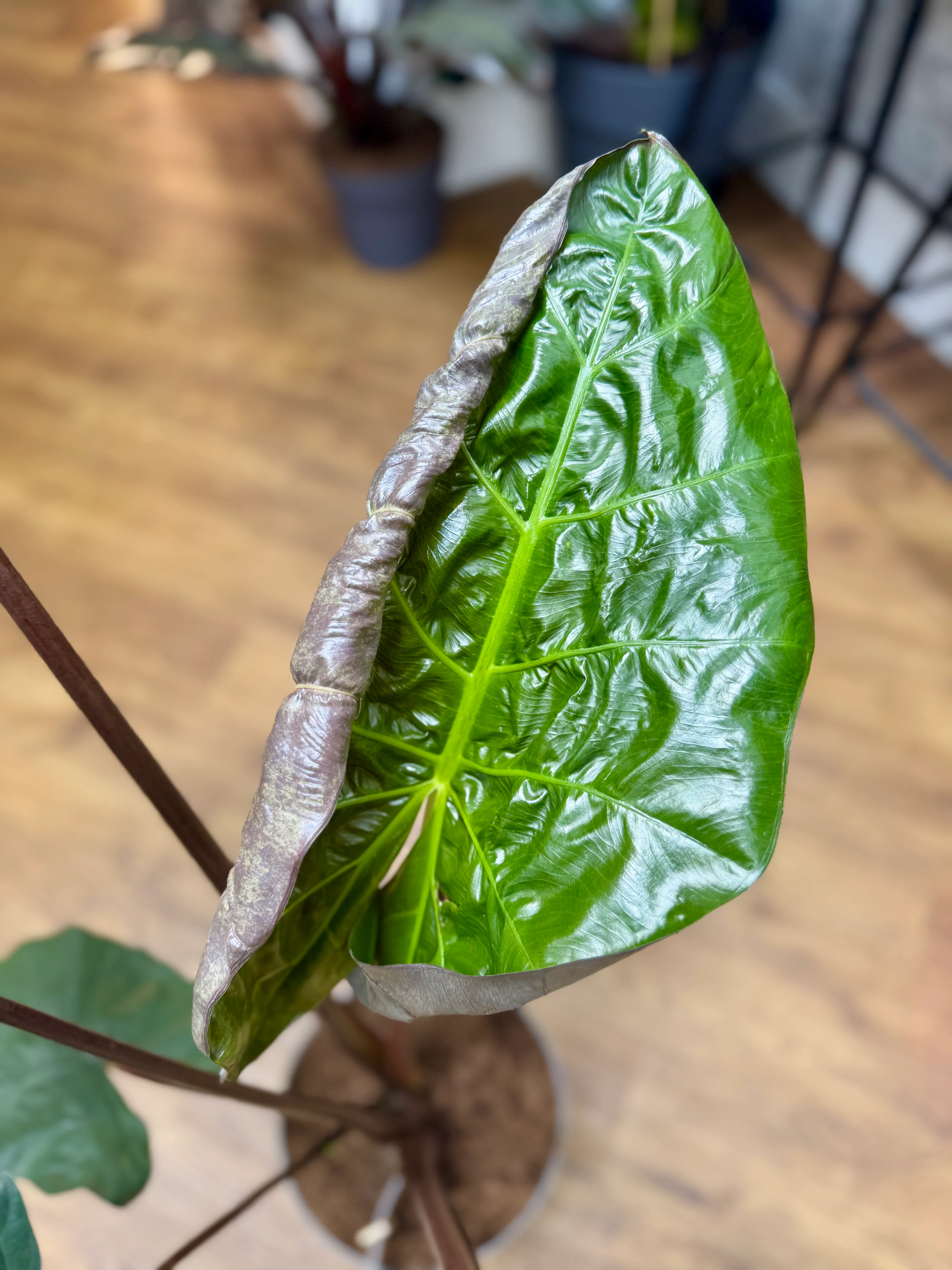 Alocasia Sarawakensis - Alocasia Yucatan Princess