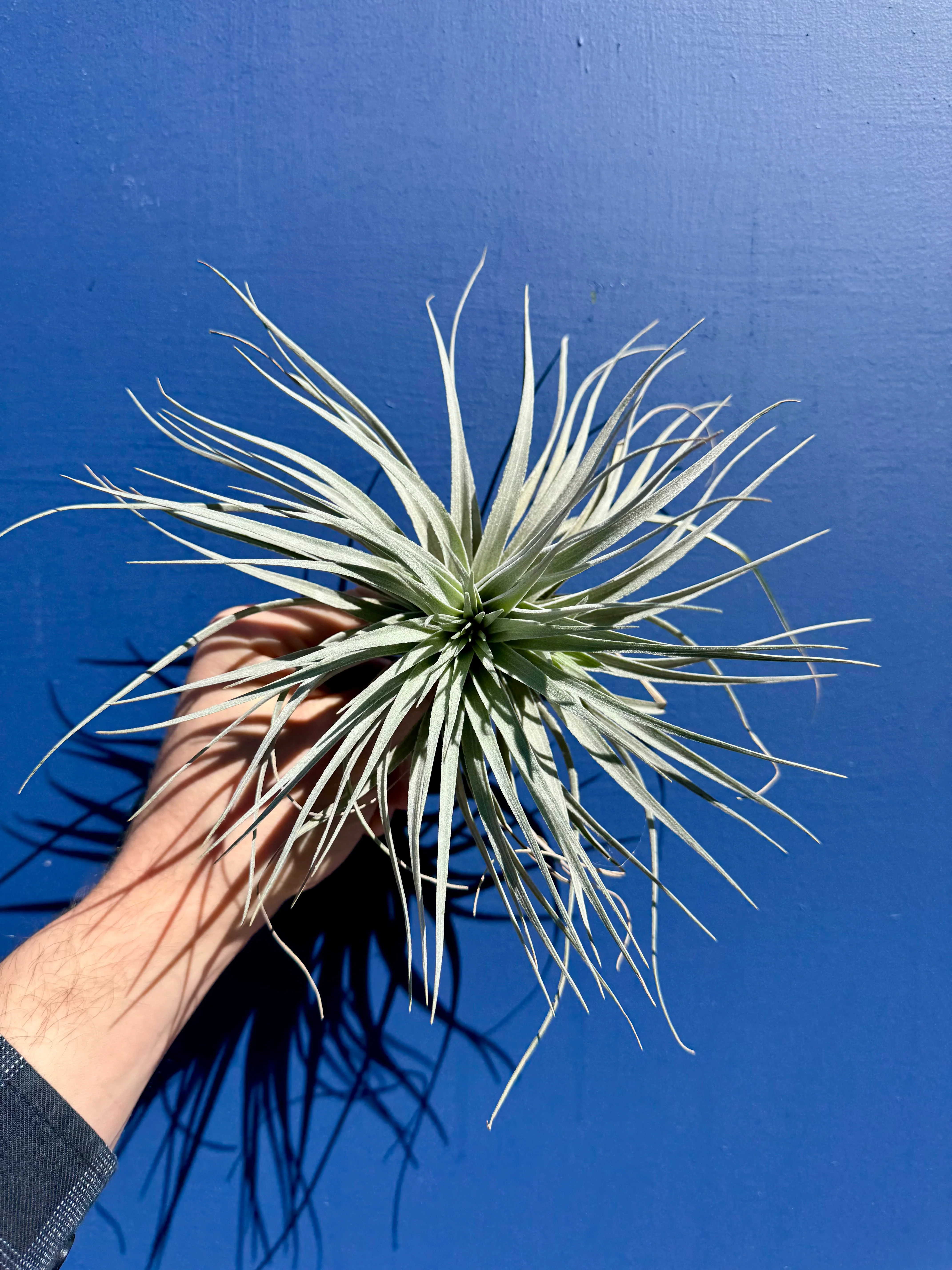 Tillandsia Ionatha Super Silver - Air Plant