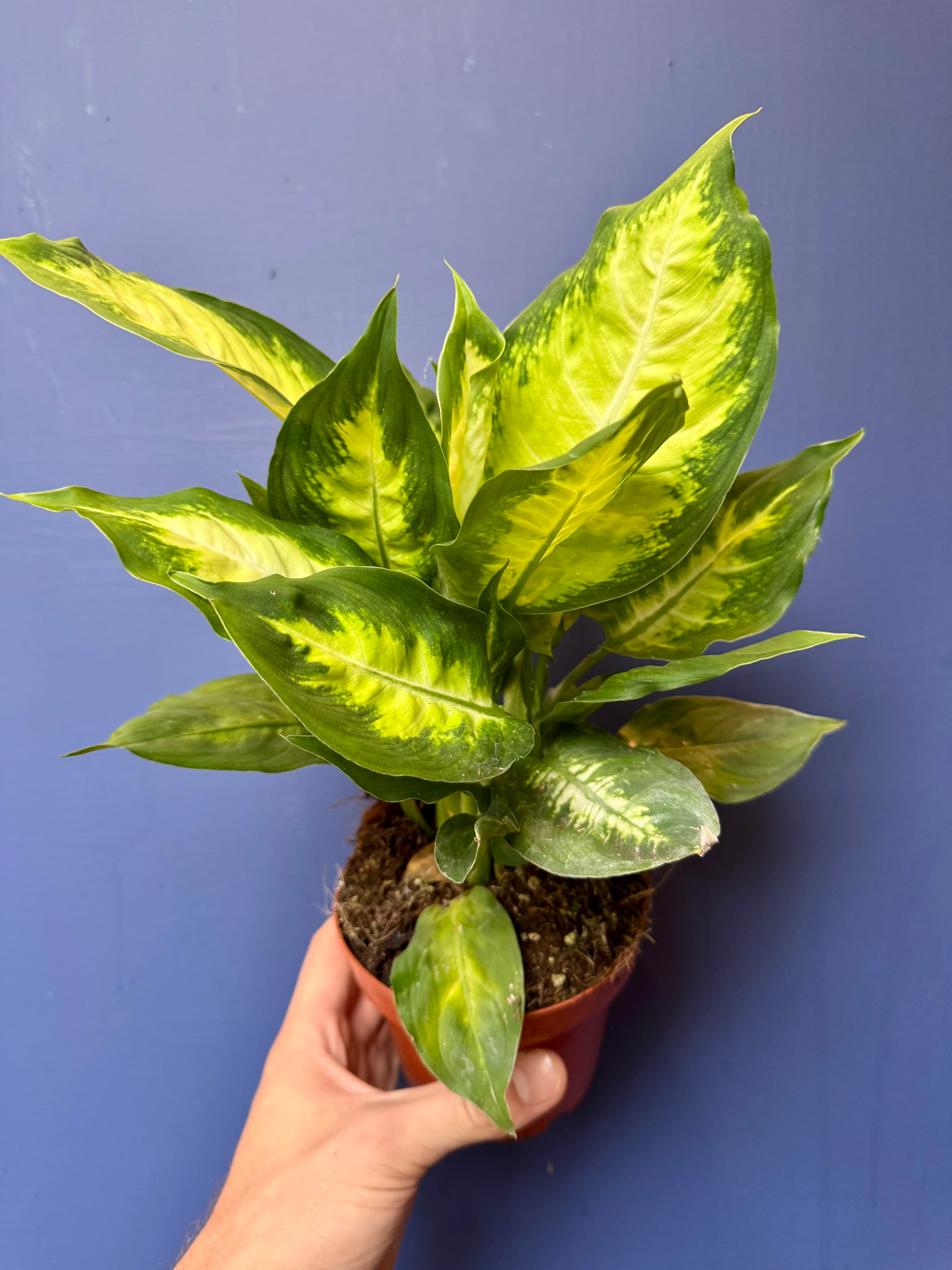 Dieffenbachia Camilla - Dumb Cane Plant
