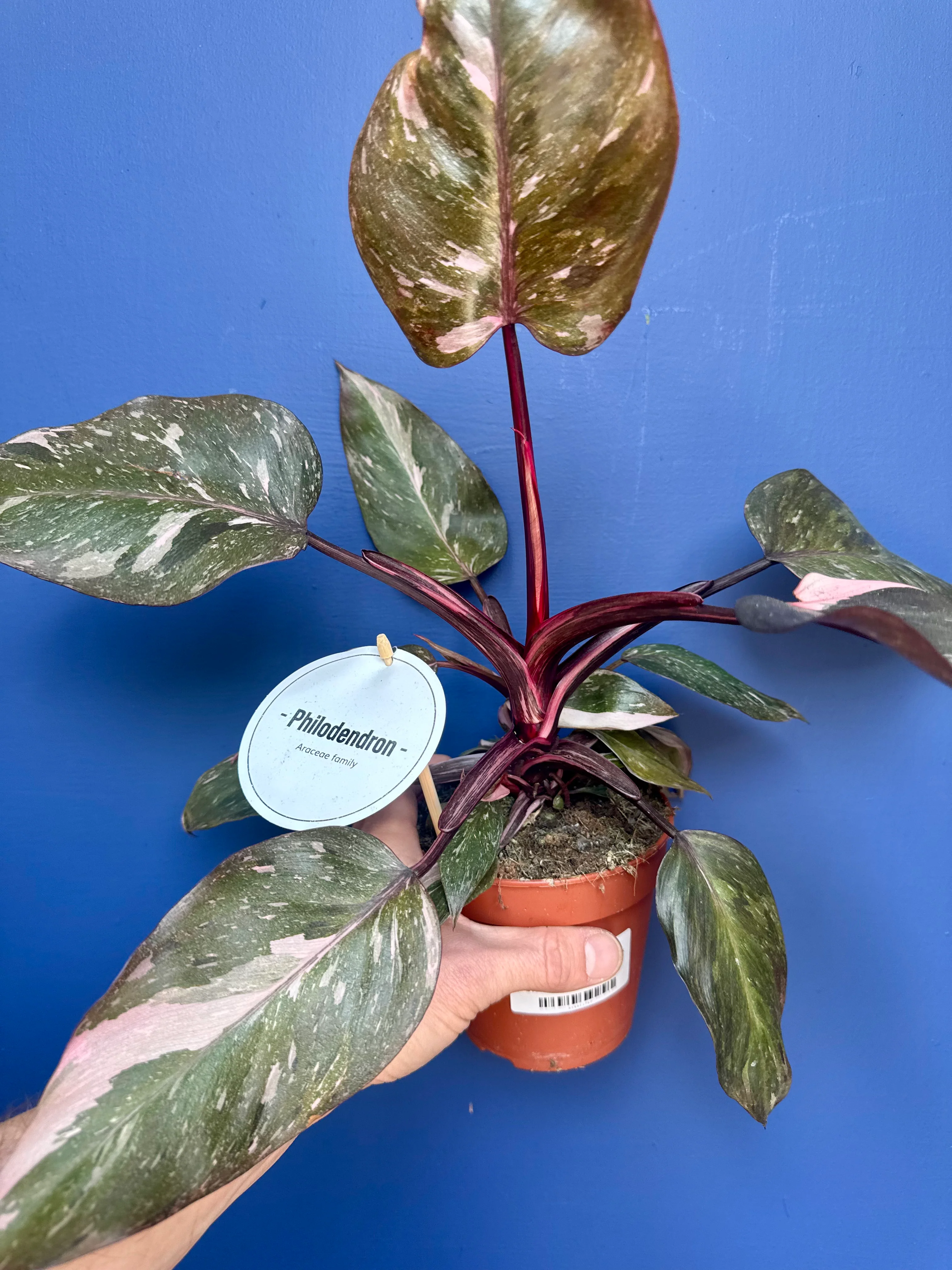 Philodendron Erubescens - Philodendron Pink Princess
