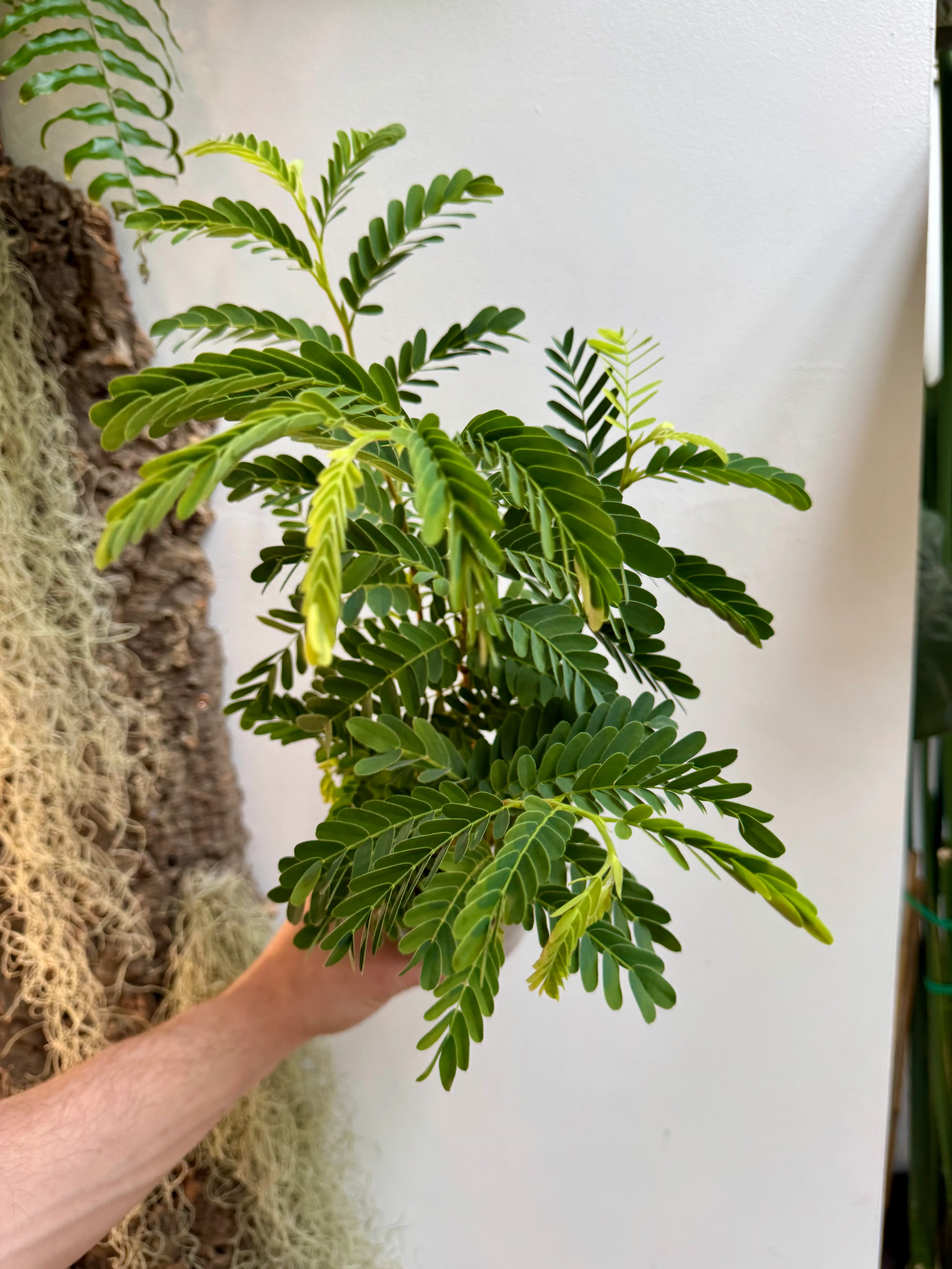 Tamarindus Indica - Tamarind Tree