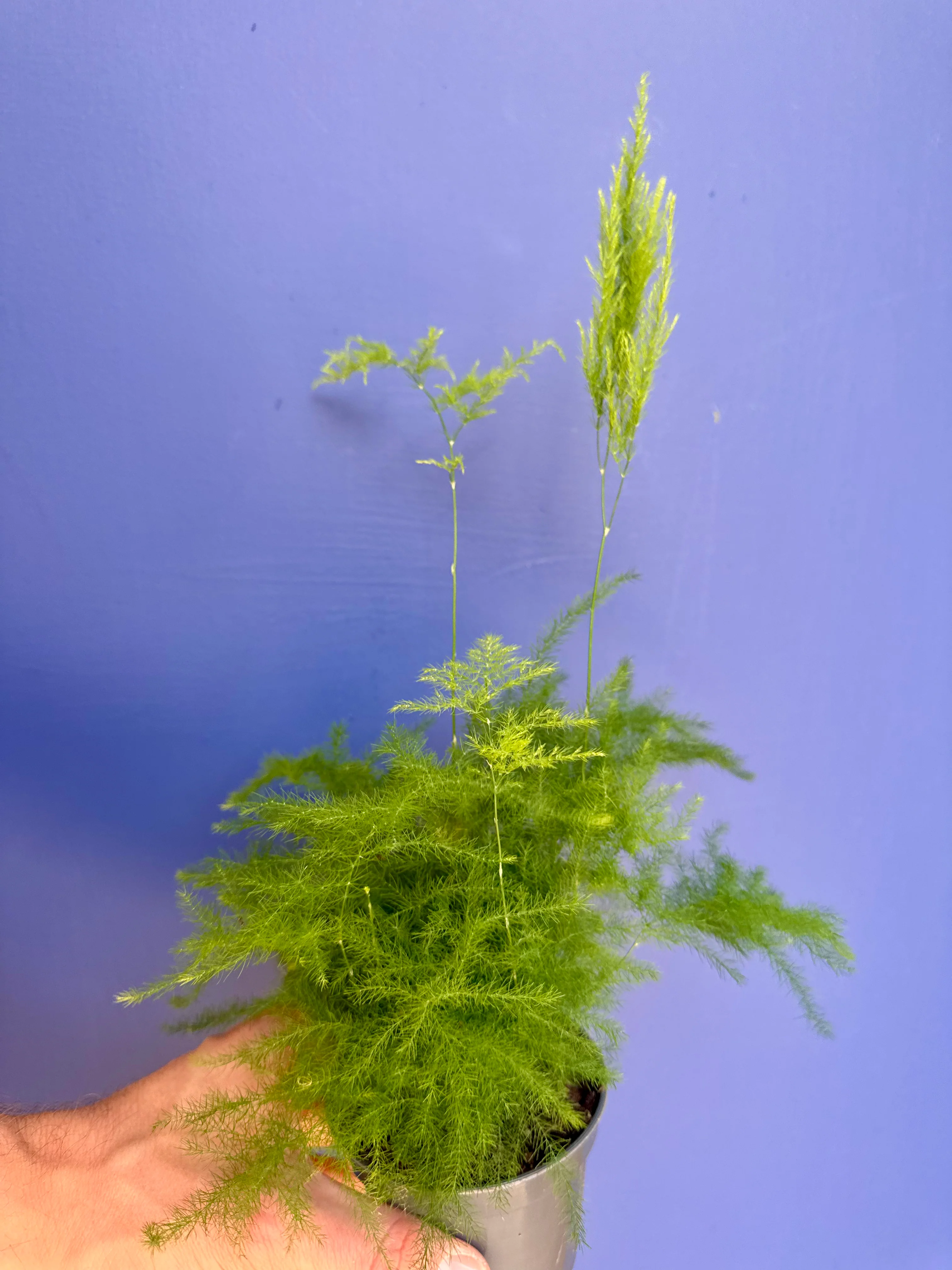 Asparagus Setaceus - Asparagus Fern