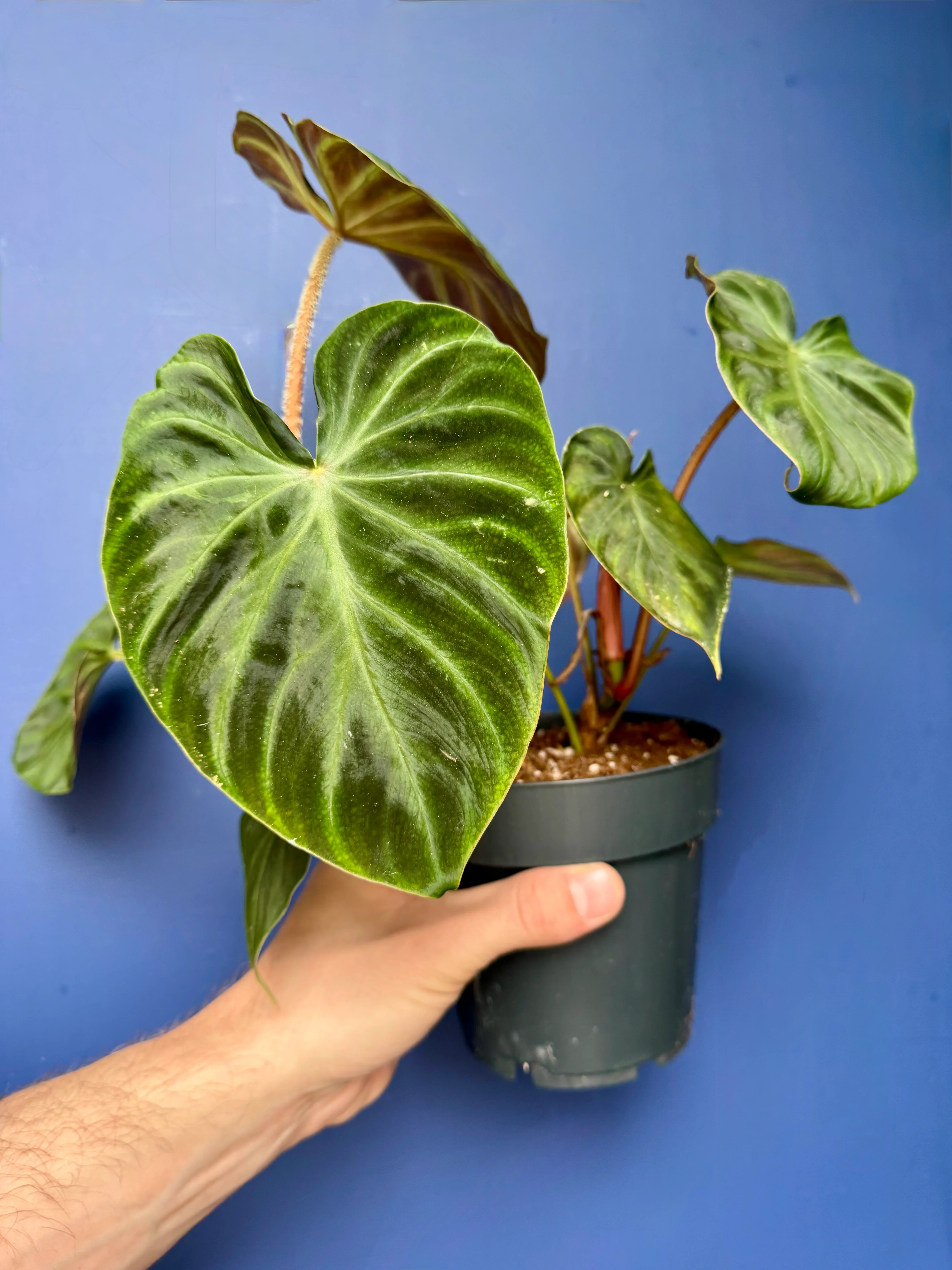 Philodendron Verrucosum - Ecuador Philodendron