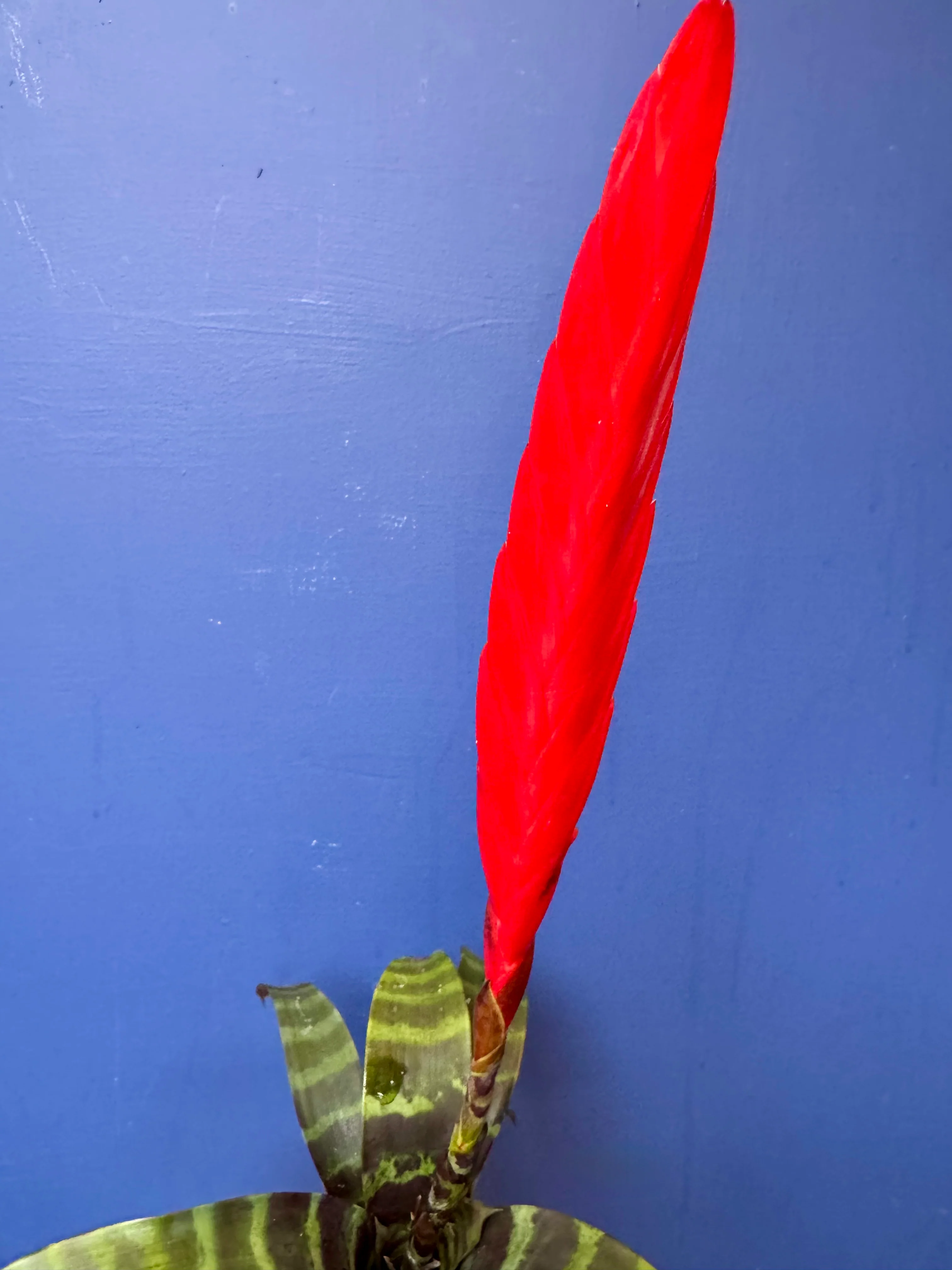 Vriesea Era - Bromeliad Flaming Sword