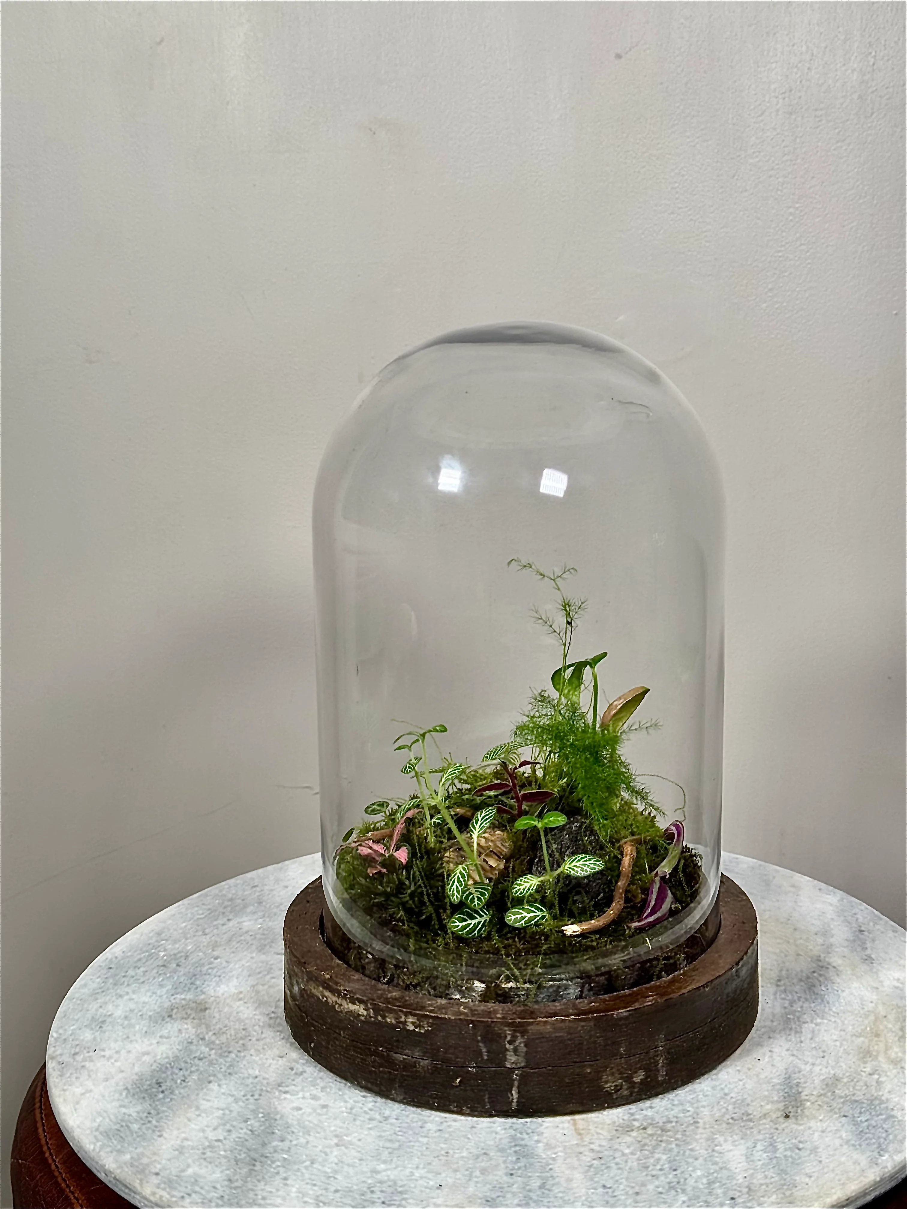 Wooden Dome Terrarium