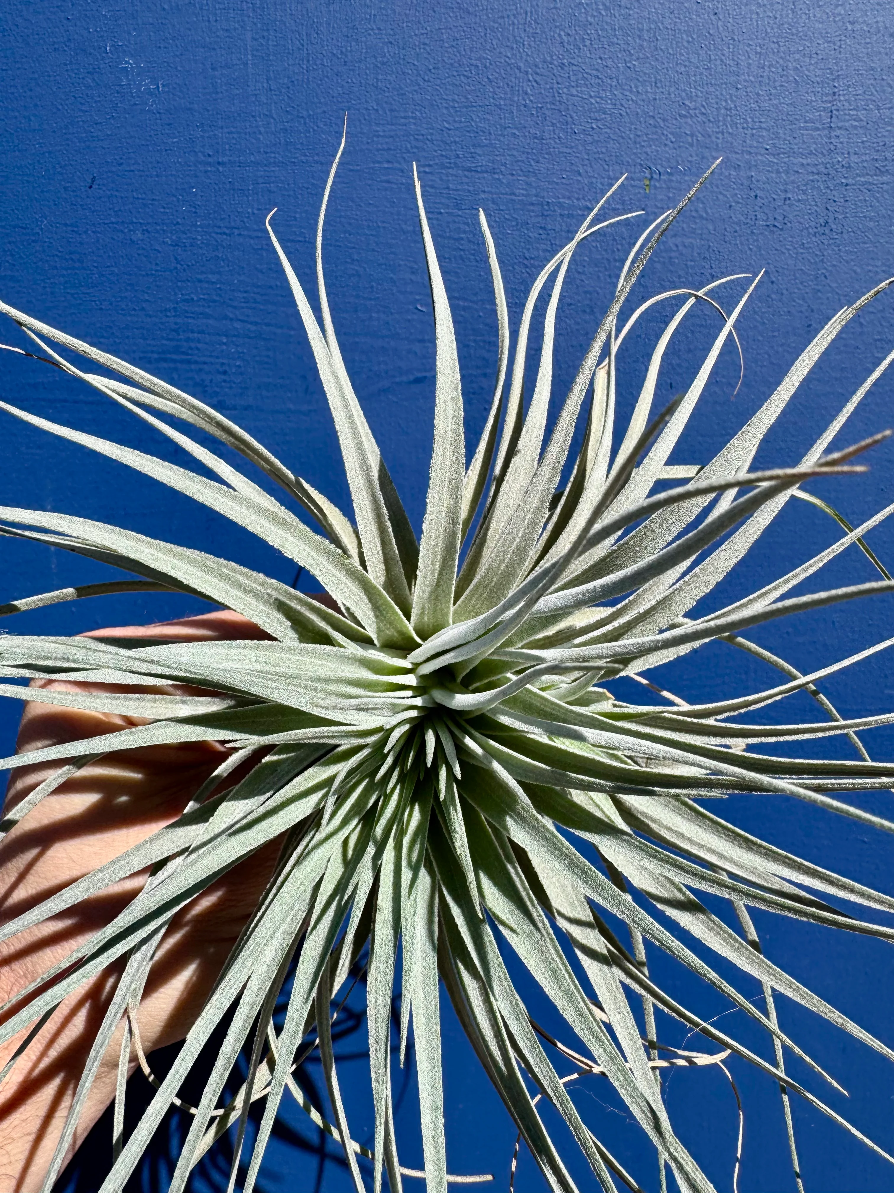 Tillandsia Ionatha Super Silver - Air Plant