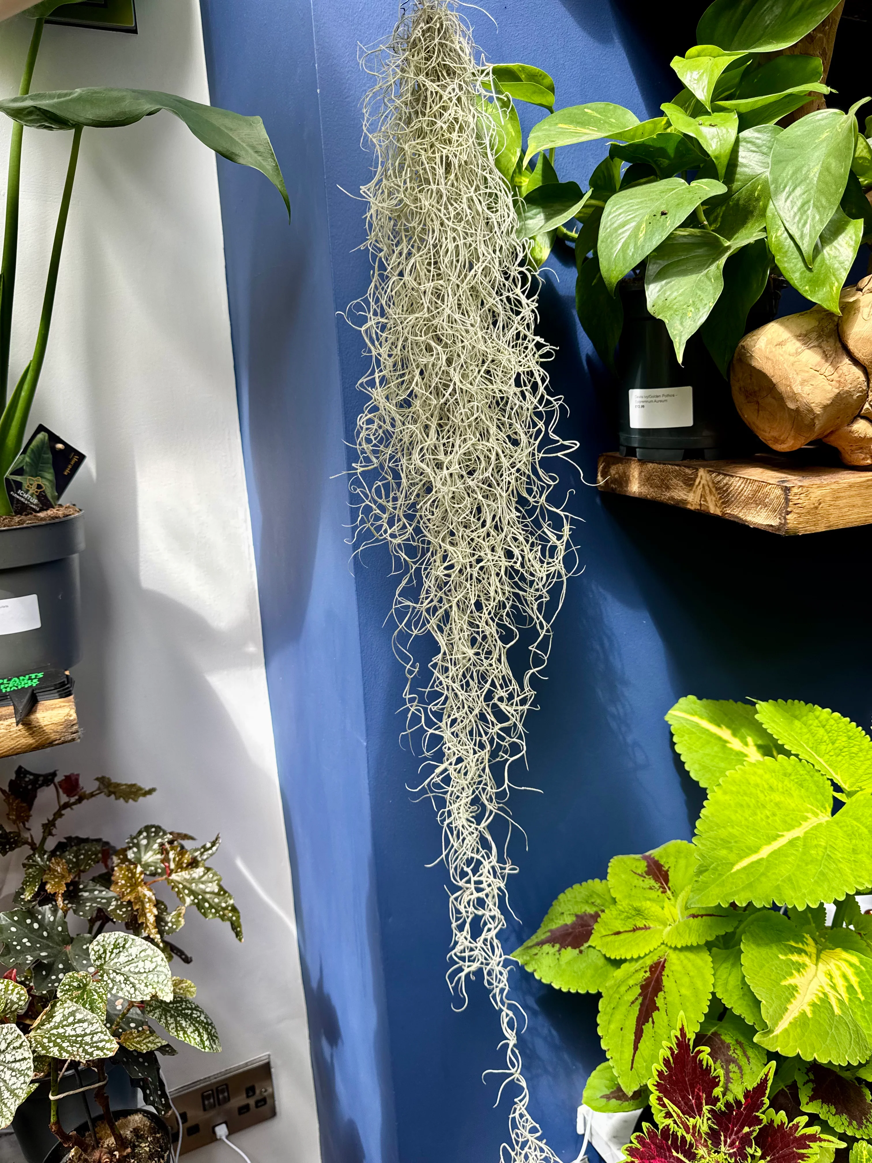 Tillandsia Usenoides - Spanish Moss