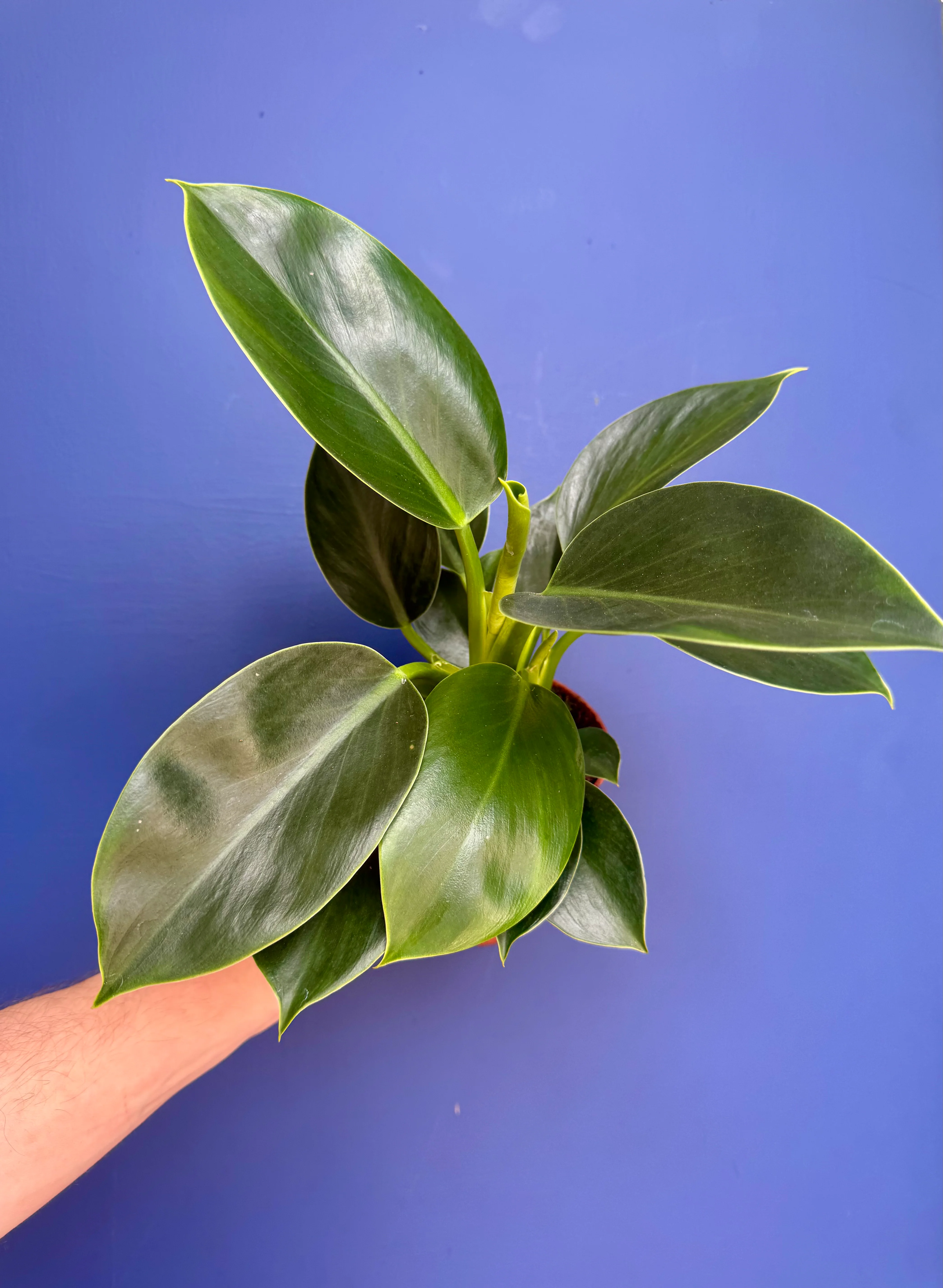 Philodendron Erubecens - Philodendron Green Princess