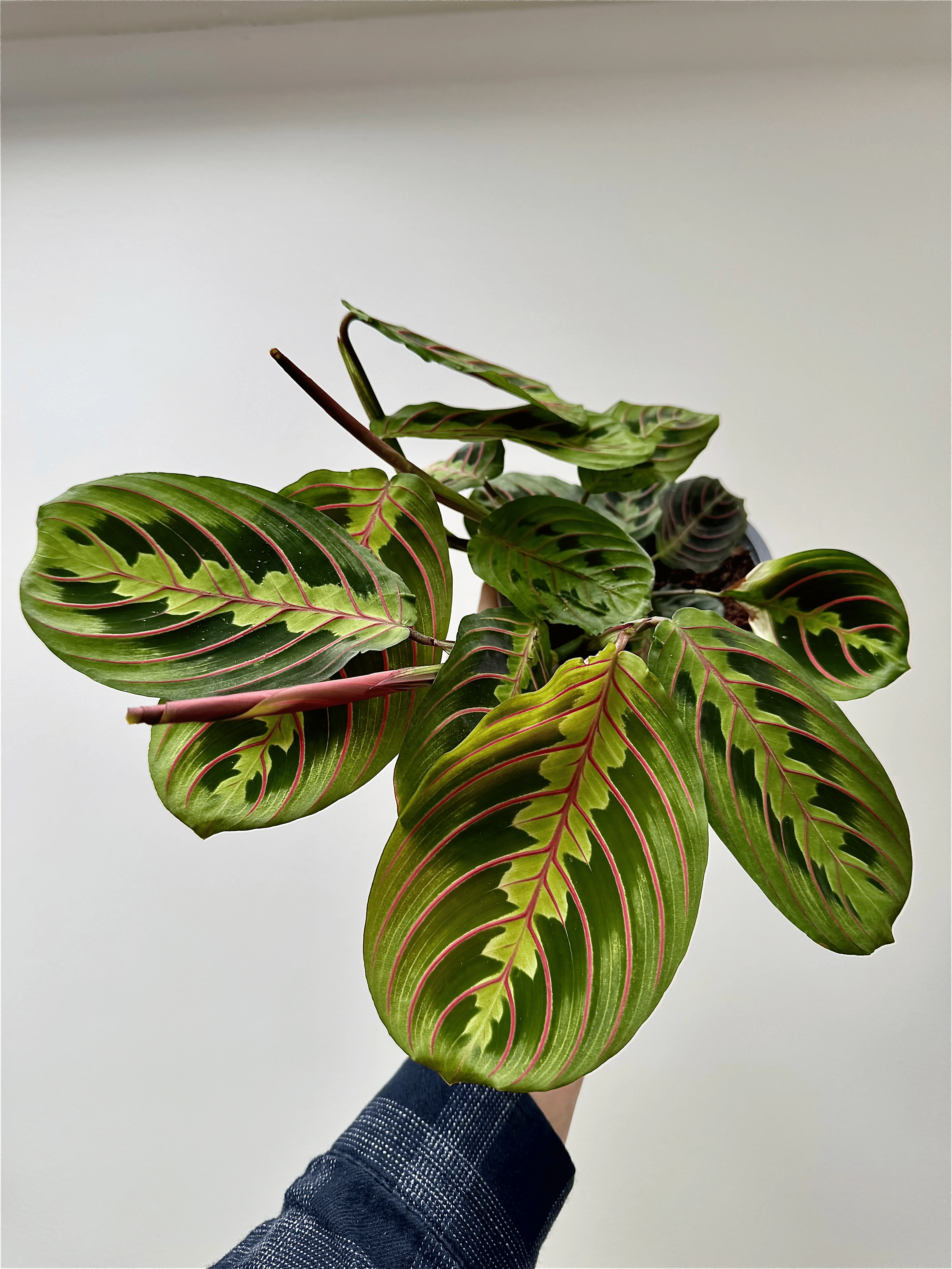 Child & Pet Safe Plants