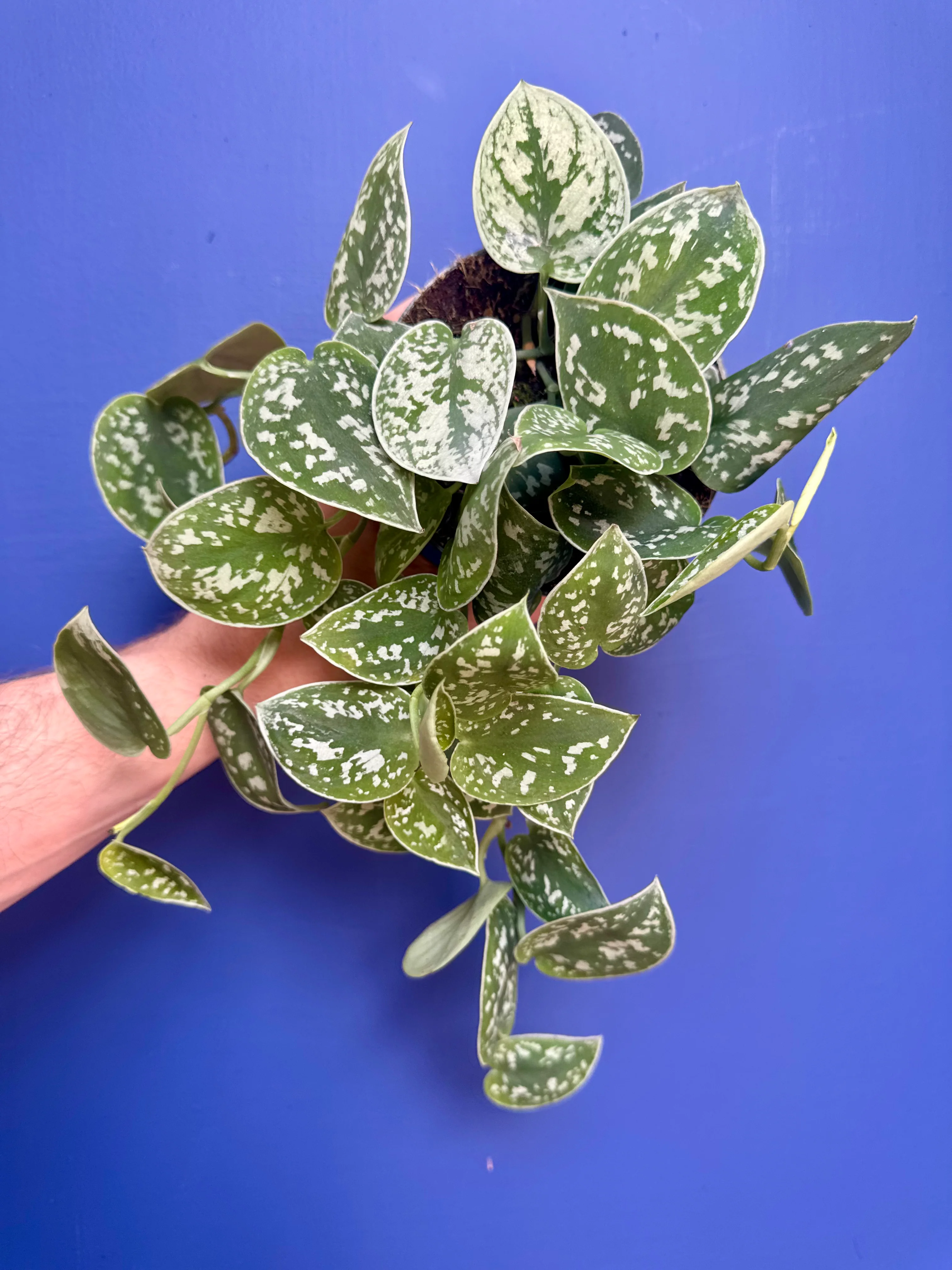Scindapsus Argyraeus - Satin/Silver Pothos