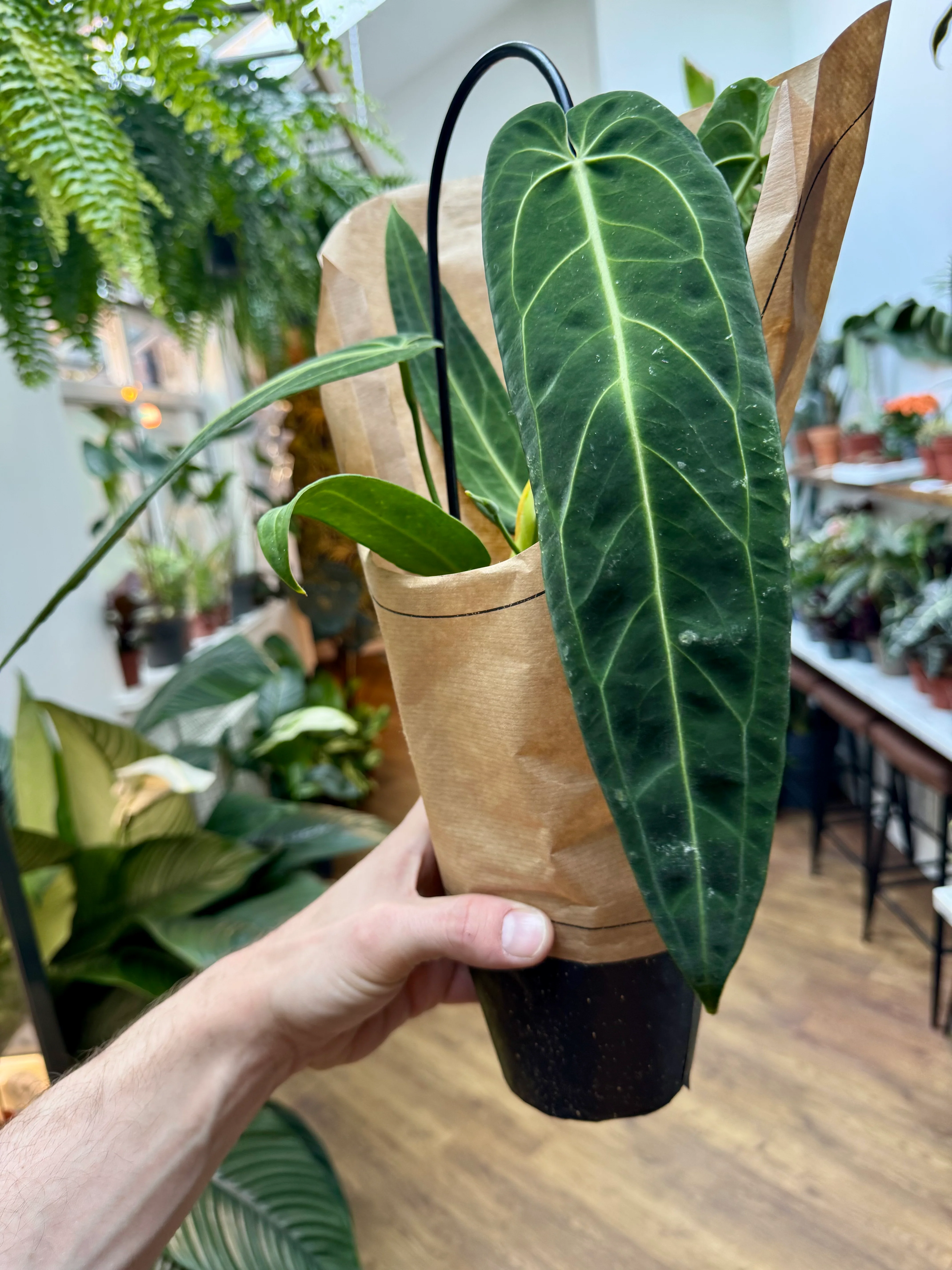 Anthurium Warocqueanum - Queen Anthurium