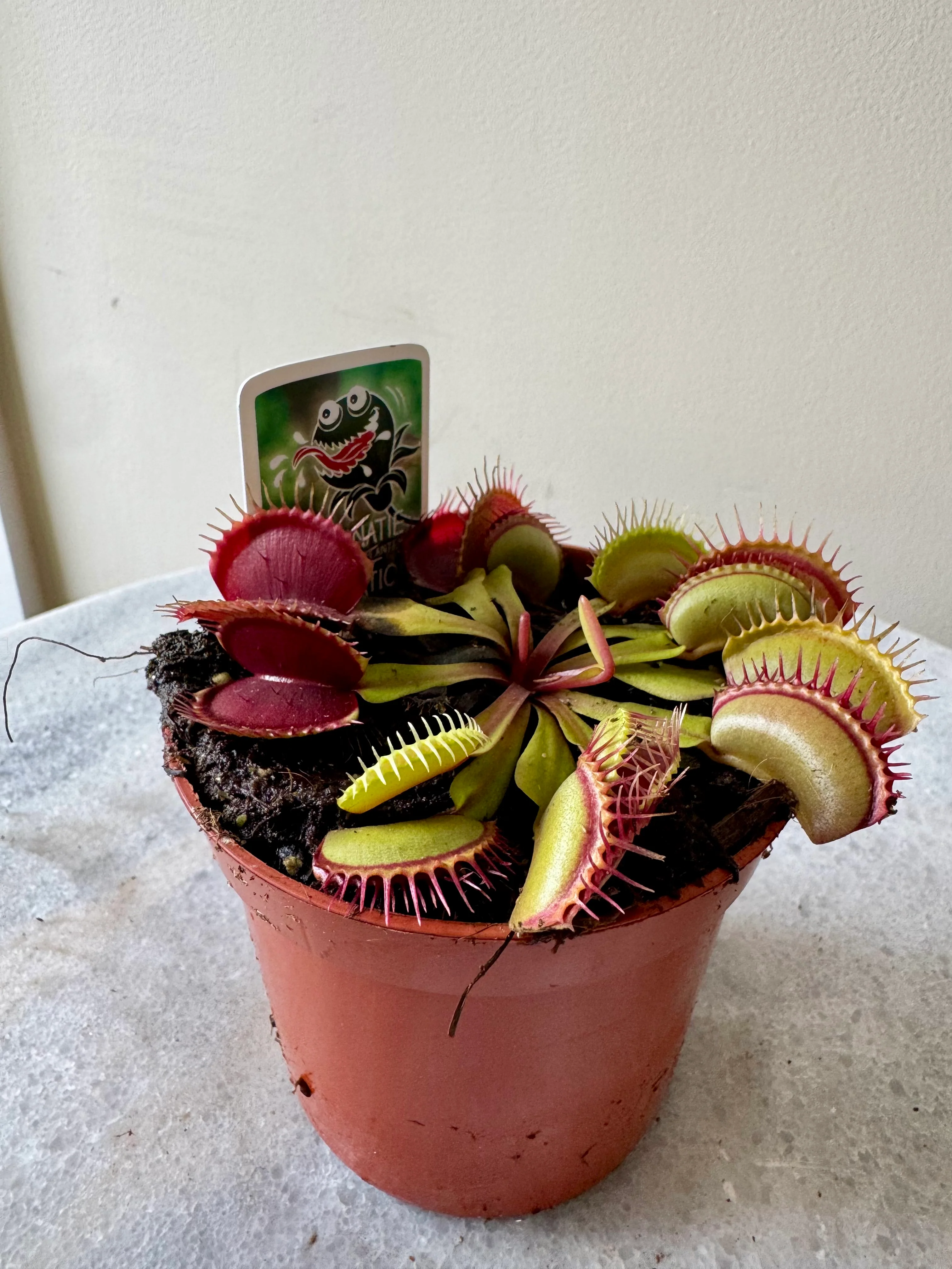 Dionaea Muscipula - Venus Fly Trap