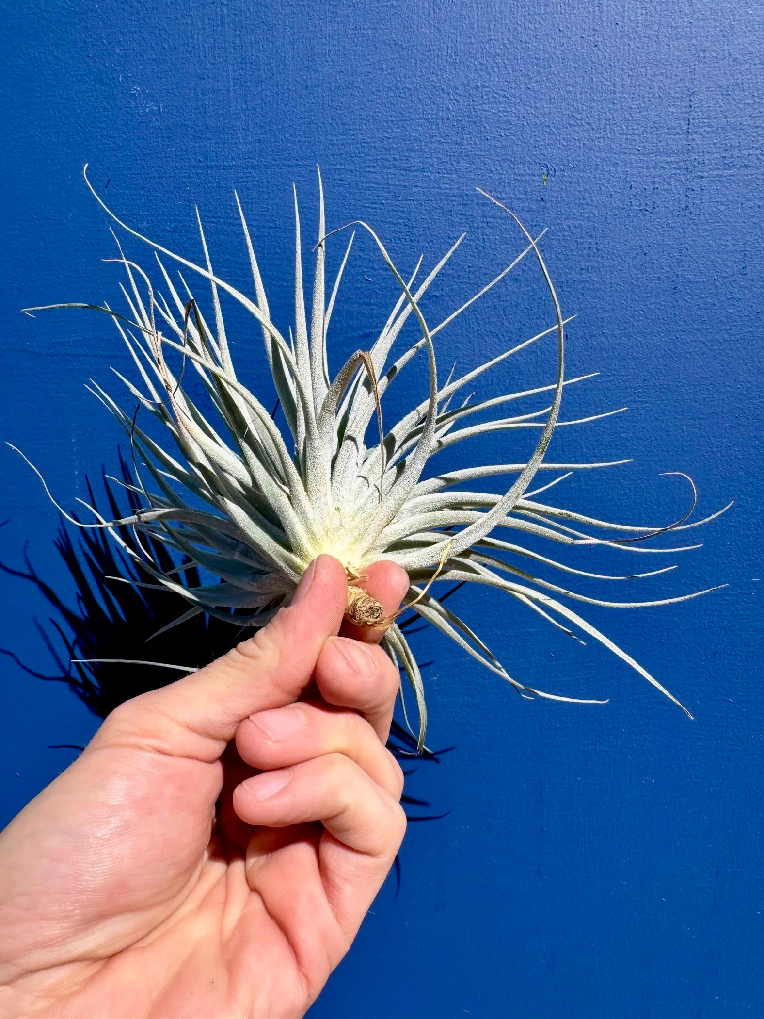 Tillandsia Ionatha Super Silver - Air Plant