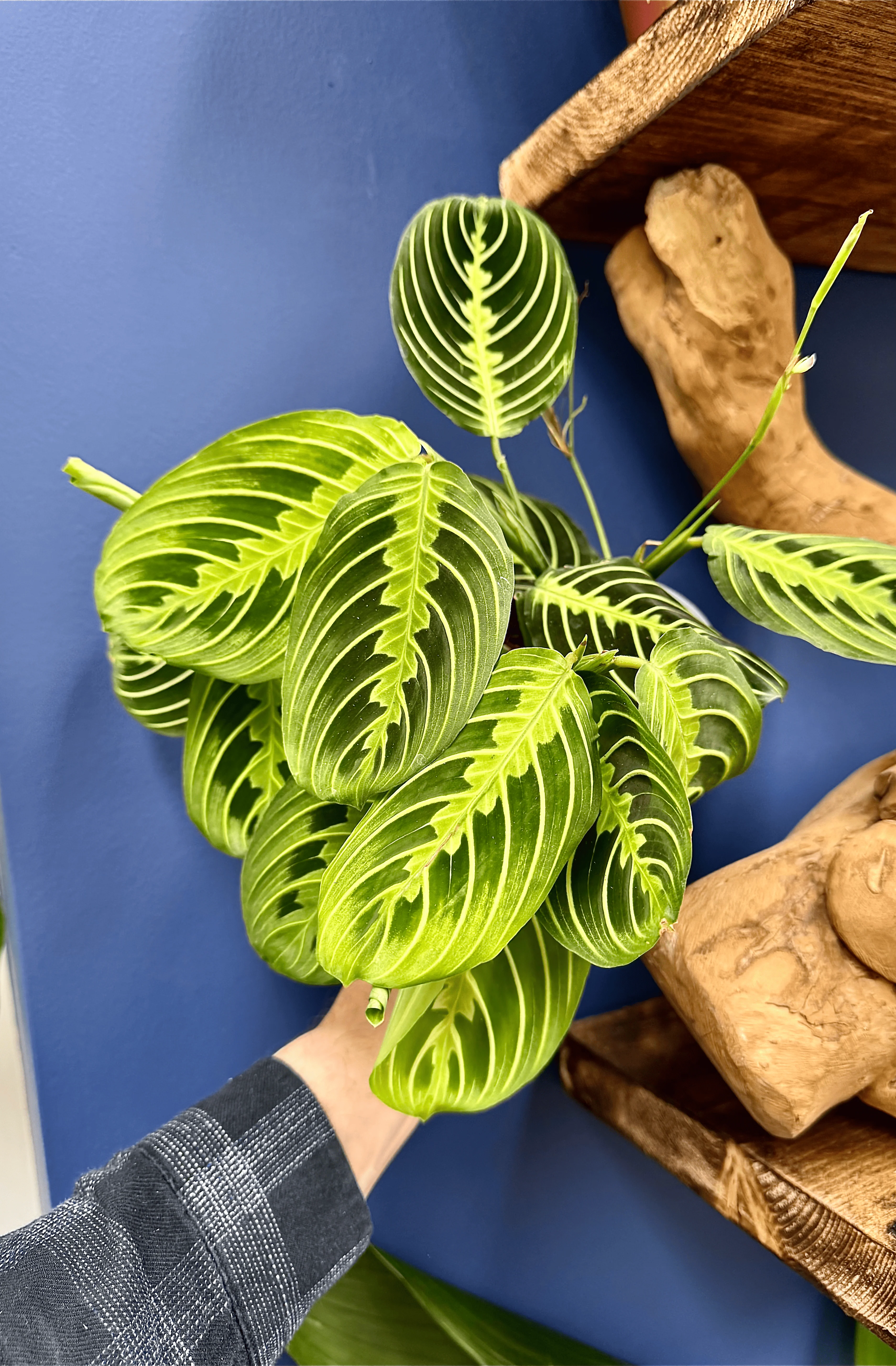 Maranta Leuconeura 'Lemon Lime' Prayer Plant