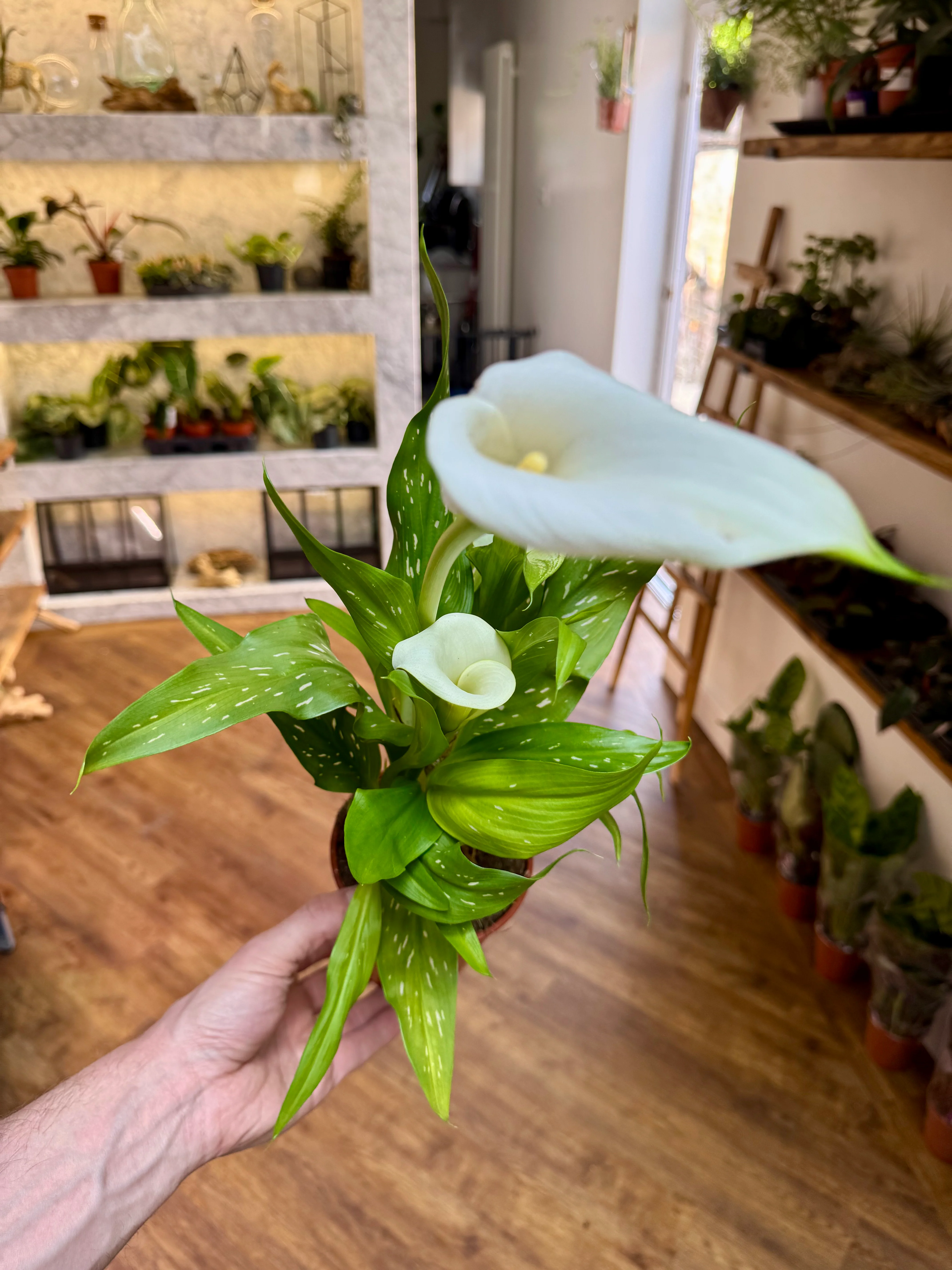 Zantedeschia - Calla Lily