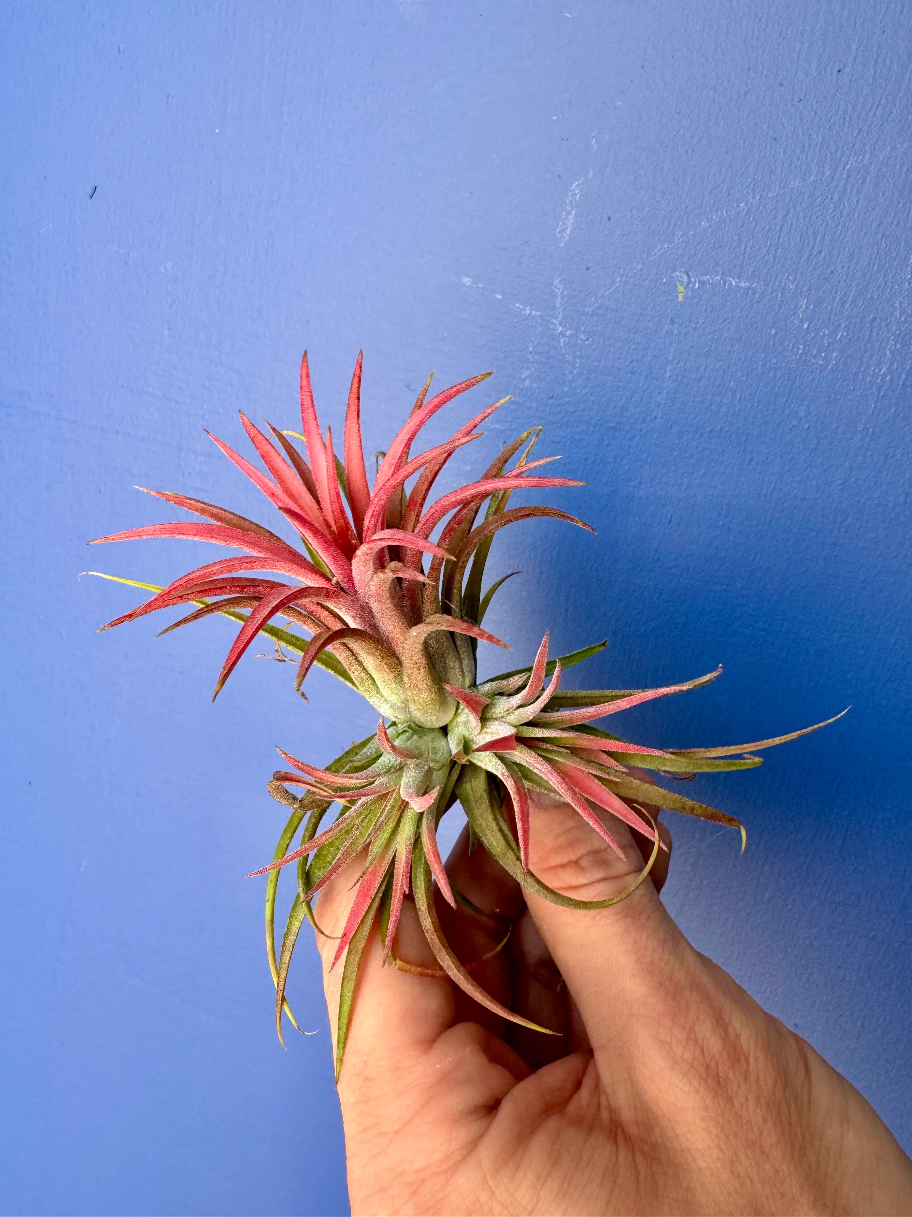 Tillandsia Ionantha Red - Red Air Plant