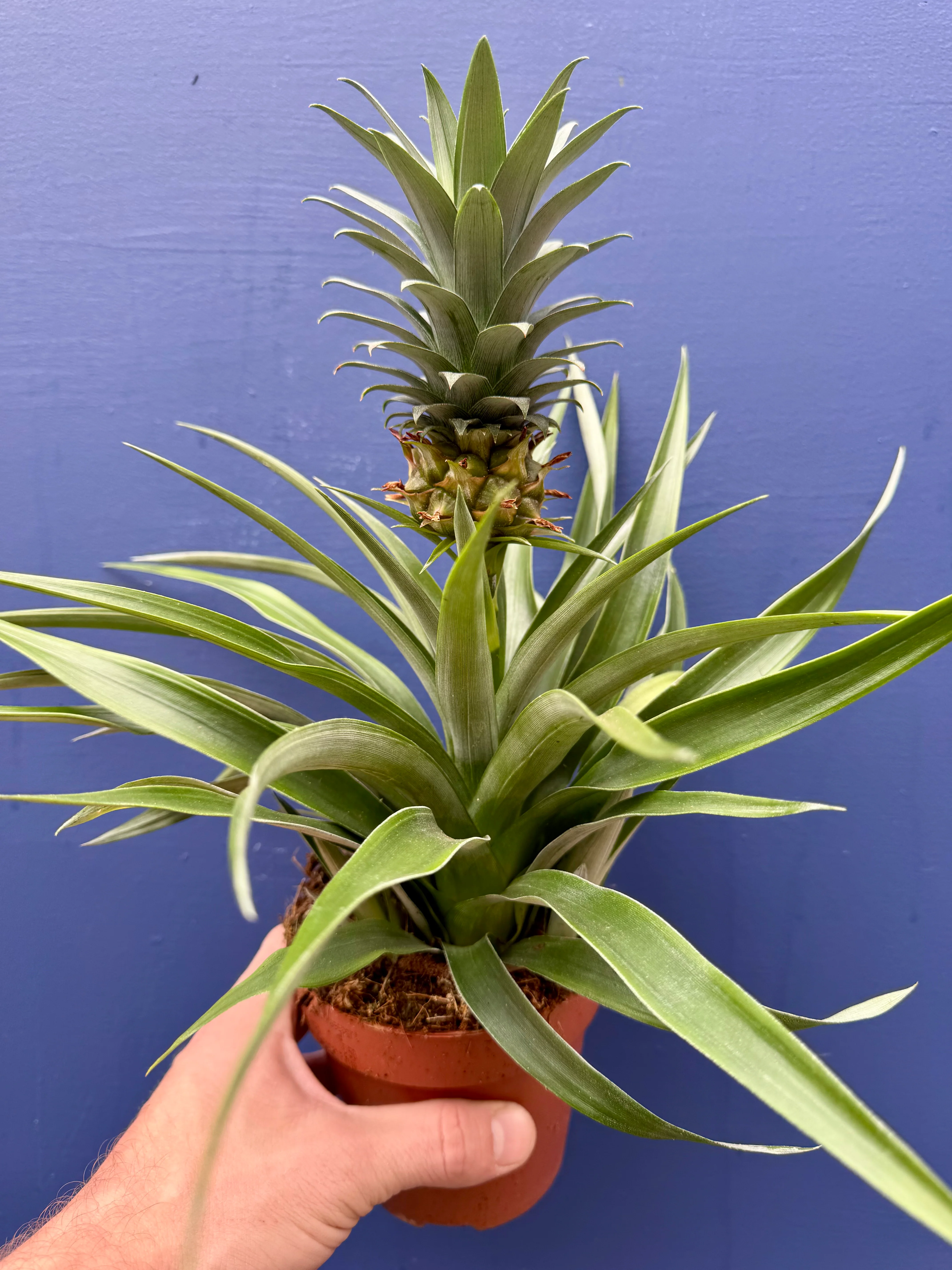Ananas Mi Amigo - Ornamental Pineapple Plant