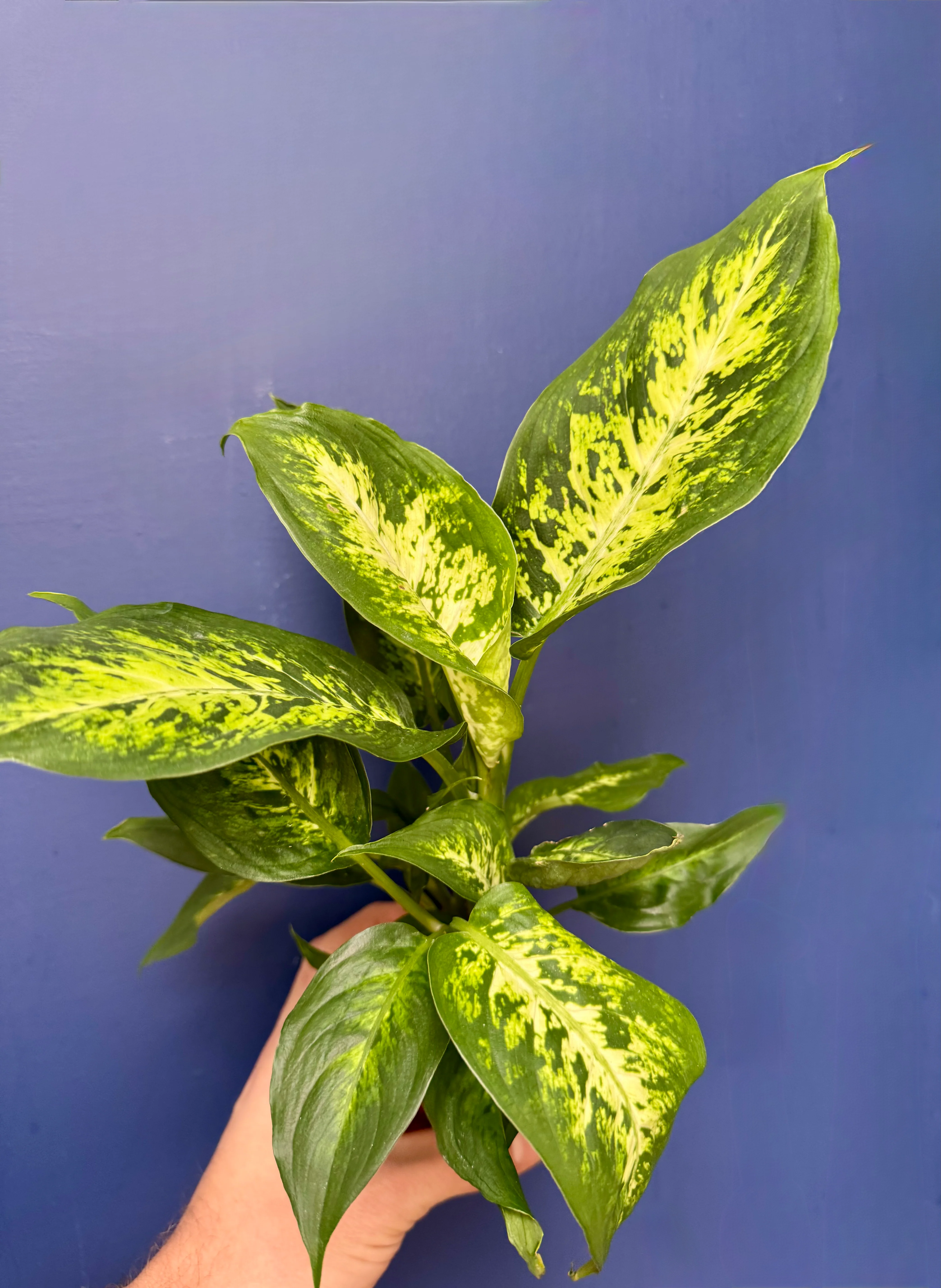 Dieffenbachia Compacta - Dumb Cane Plant