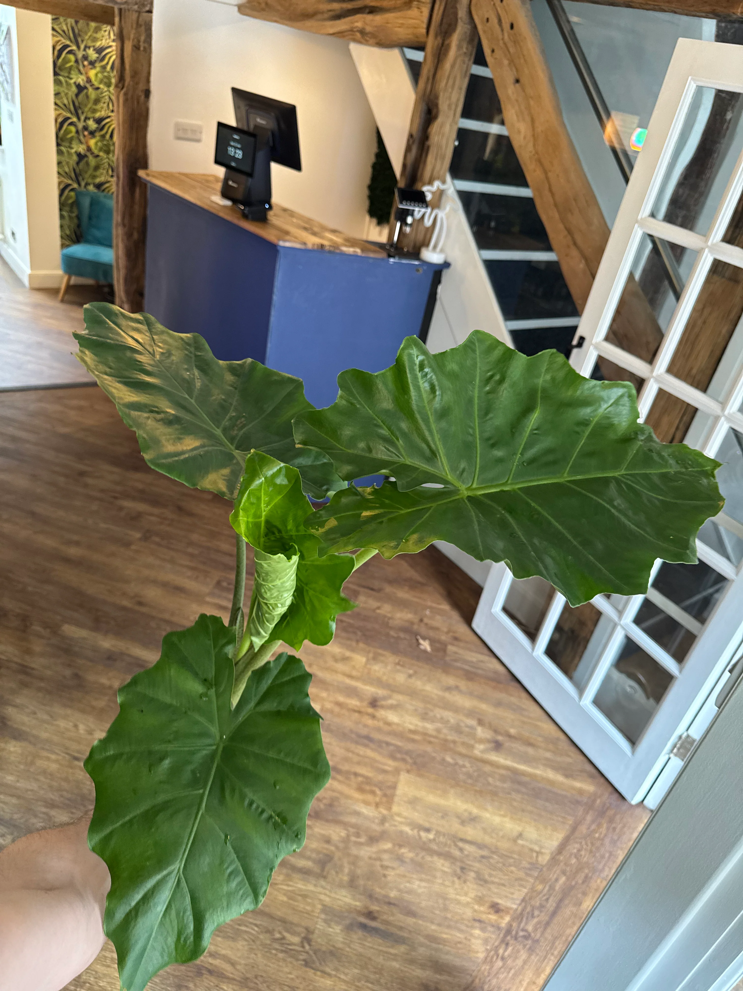 Alocasia Portadora - Elephant Ear