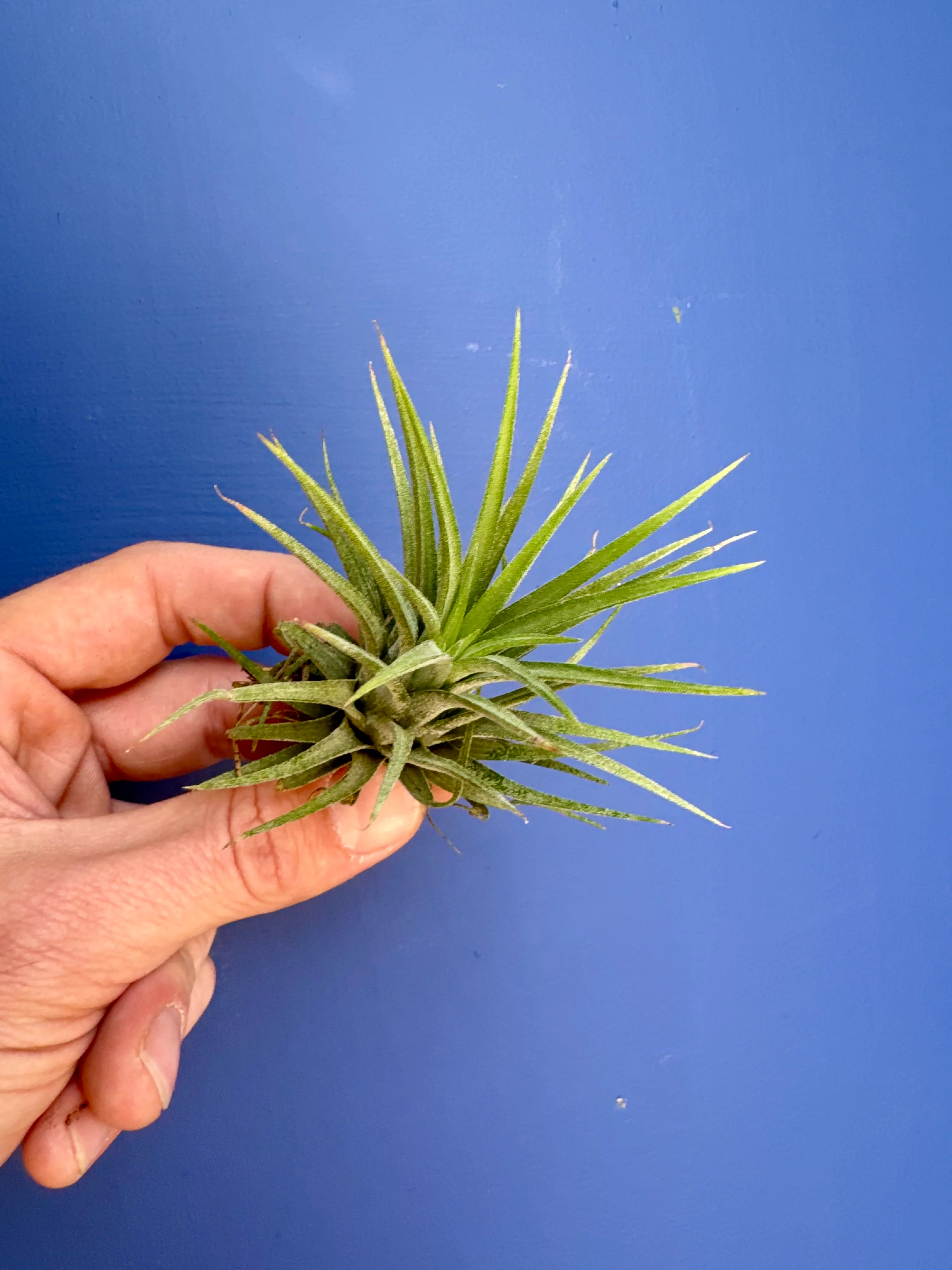 Tillandsia Ionantha Green - Air Plant