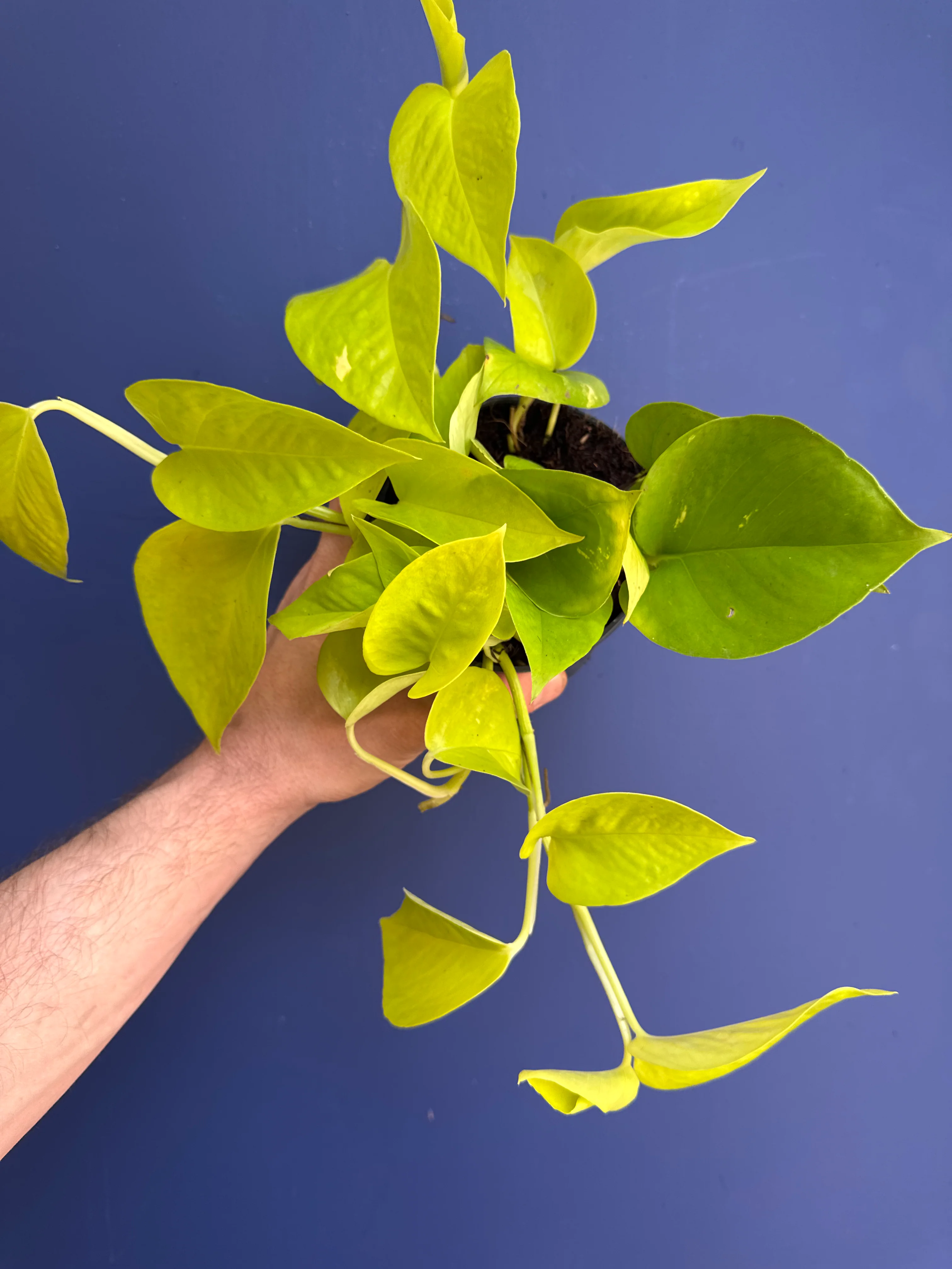 Epipremnum Aureum Golden Neon - Neon Pothos