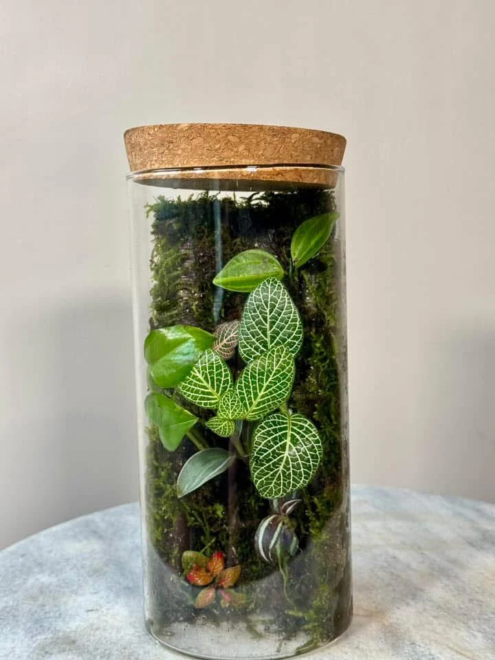 Glass Moss Terrarium with Cork Lid