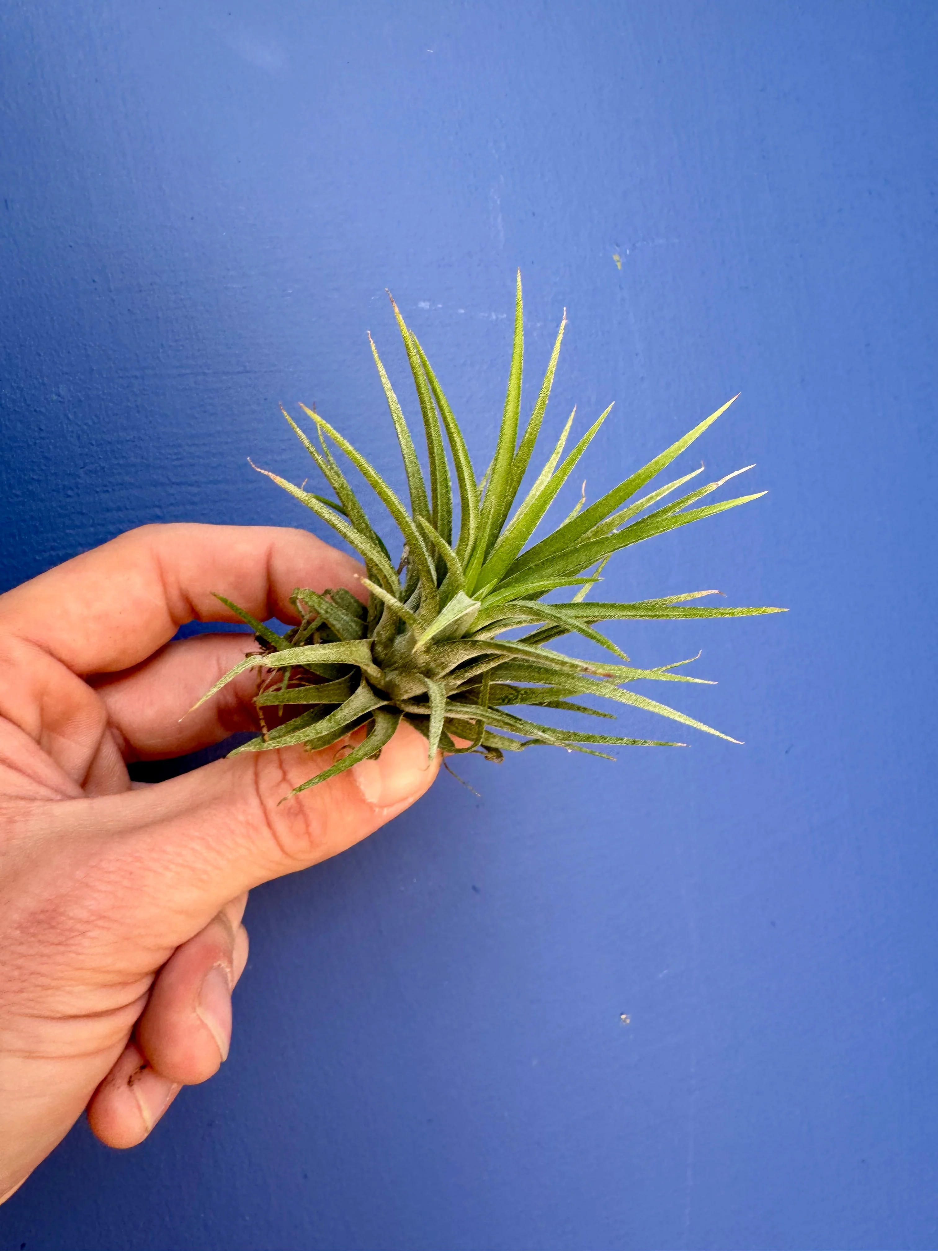 Tillandsia Ionantha Green - Air Plant