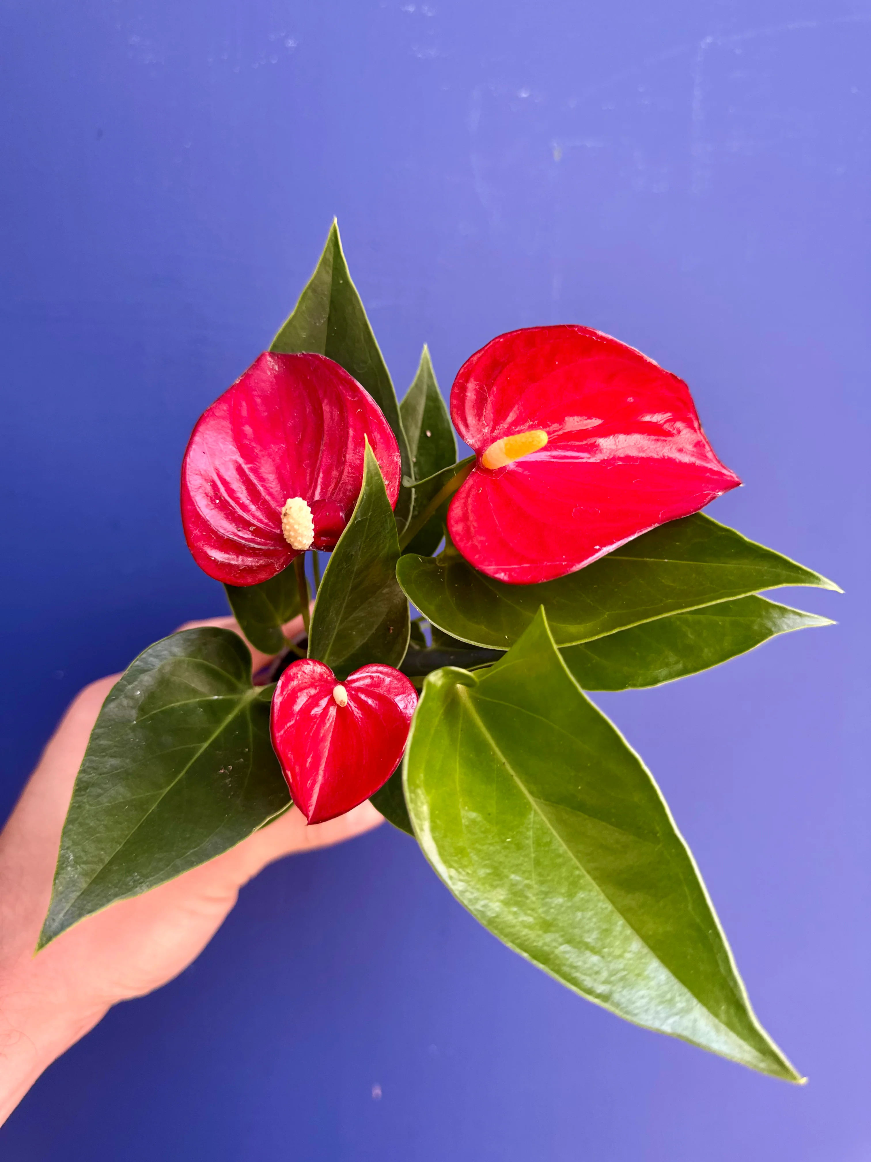 Anthurium Micra - Red Flamingo Flower
