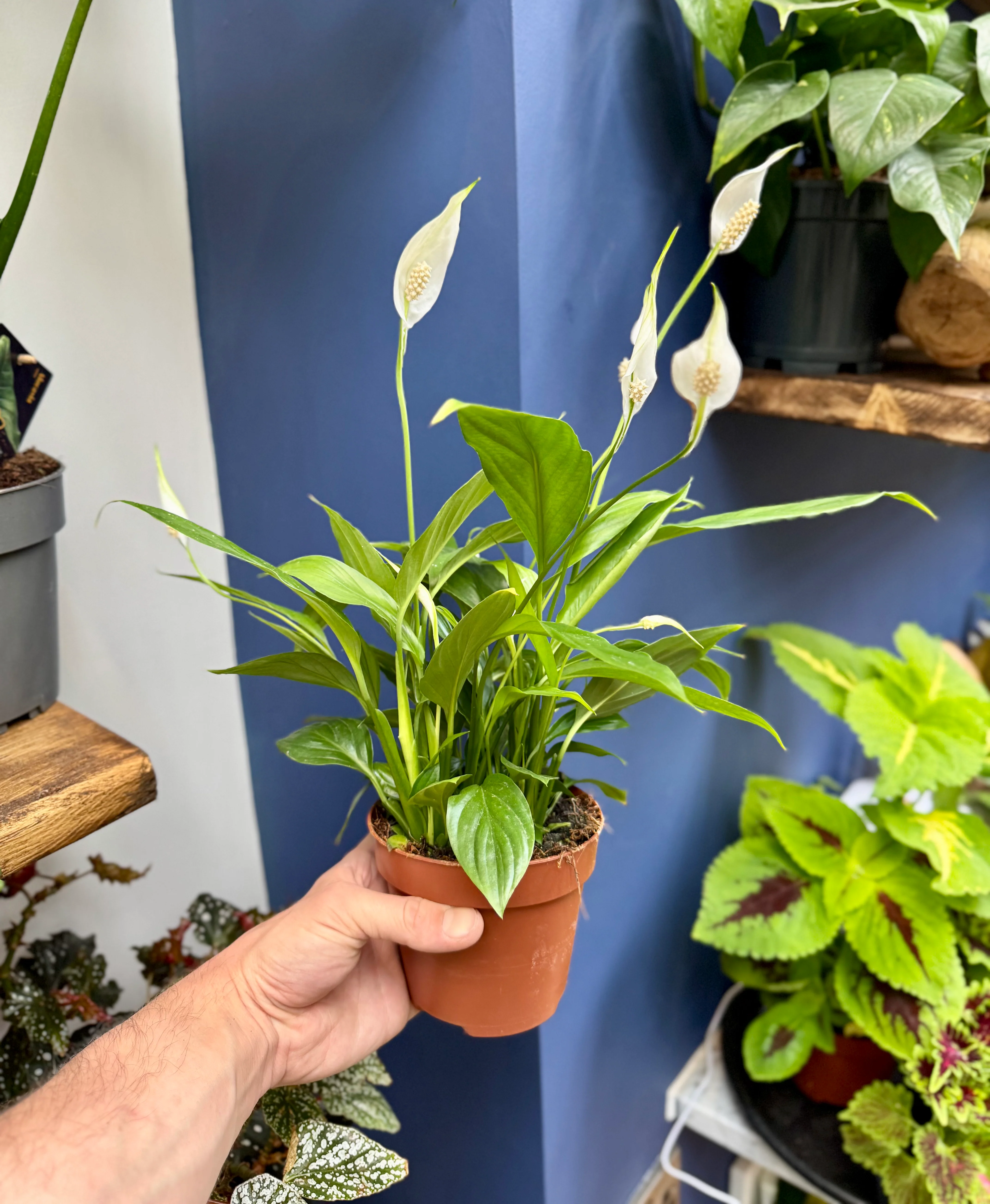 Spathiphyllum Bellini - Peace Lily